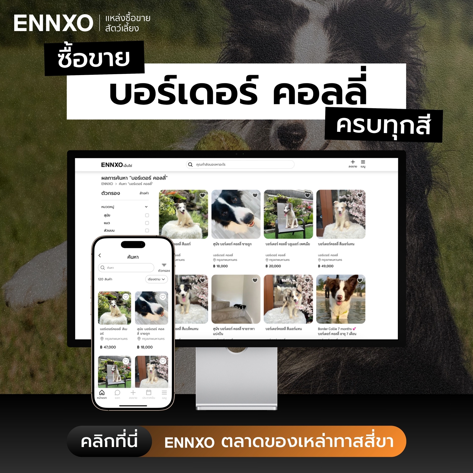 ซื้อขายสุนัขบอร์เดอร์ คอลลี่ ทุกสายพันธุ์ ราคาถูกที่ ENNXO