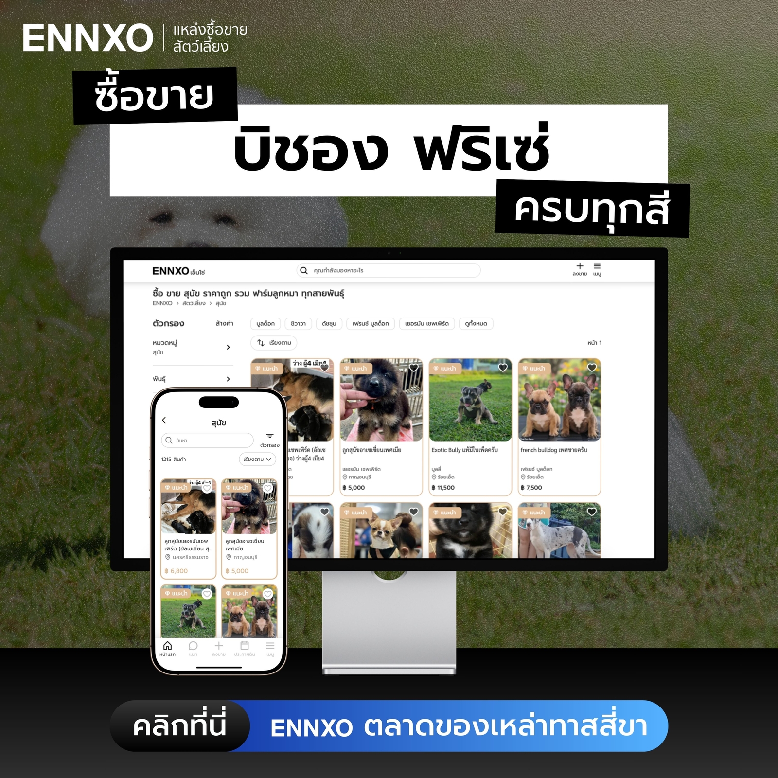 ซื้อขายสุนัขบิชอง-ฟริเซ่-ที่เอ็นโซ่