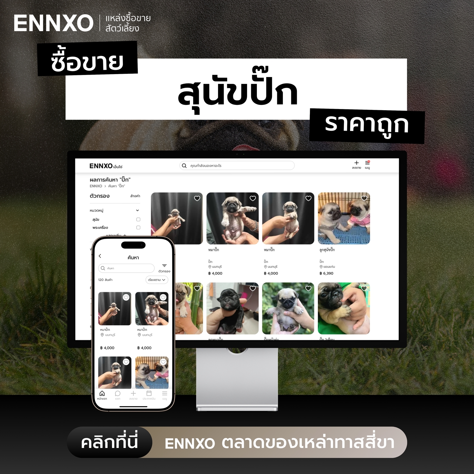 ENNXO ตลาดซื้อขายหมาปั๊ก ราคาดี