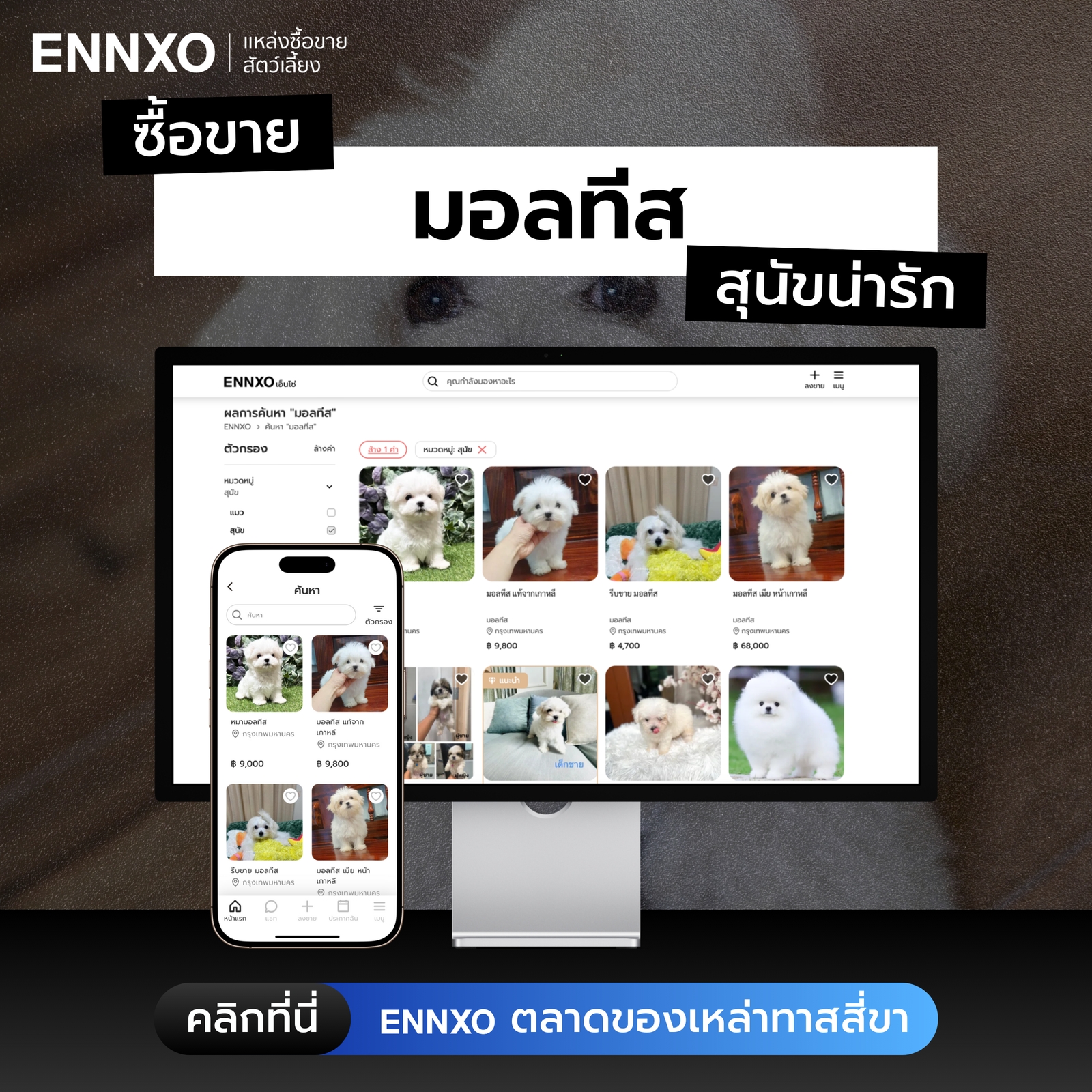 ตลาดซื้อขายสุนัขมอลทีส ทุกแบบที่ ENNXO
