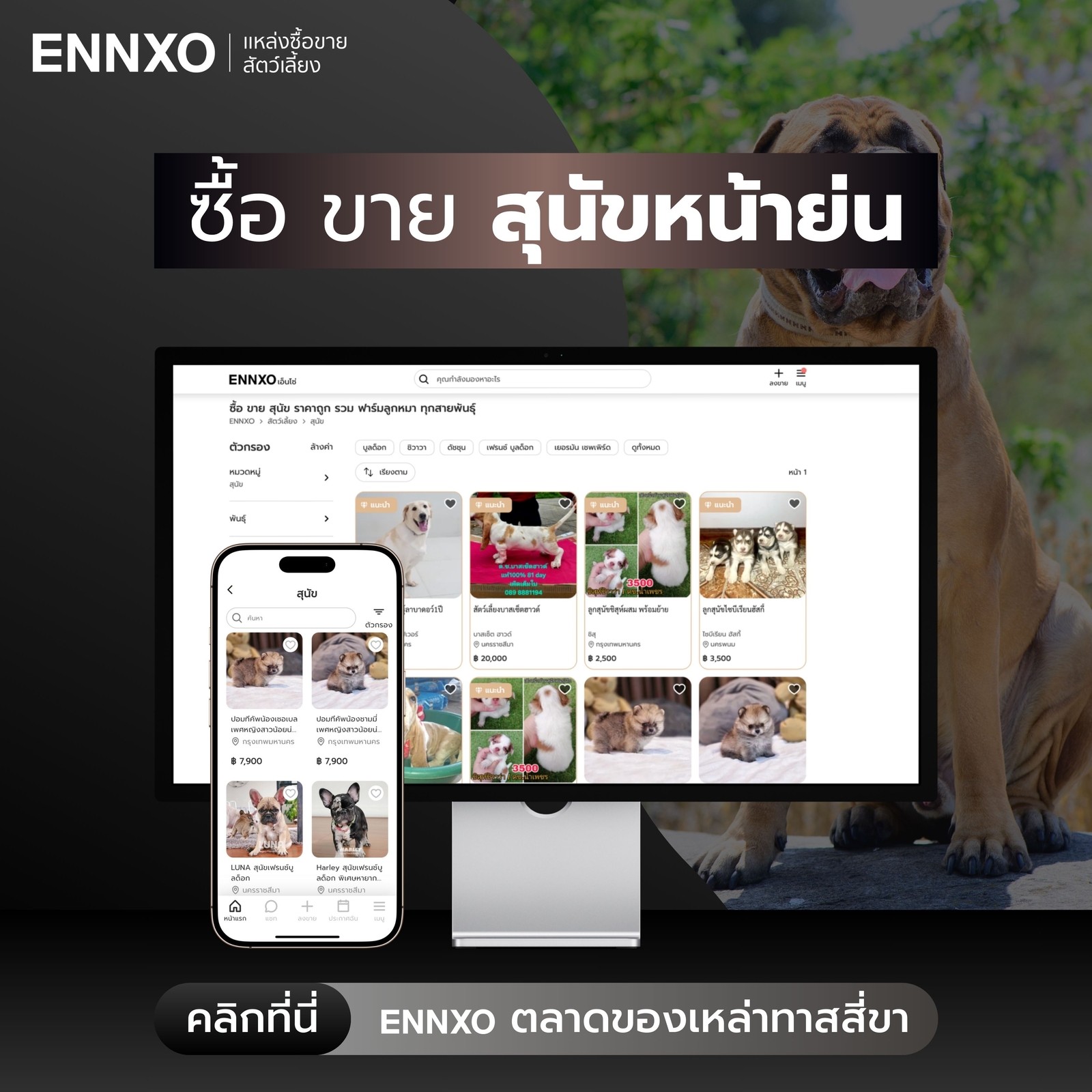 ซื้อขาย หมาหน้าย่น ทุกสายพันธุ์ ราคาถุกที่ ENNXO
