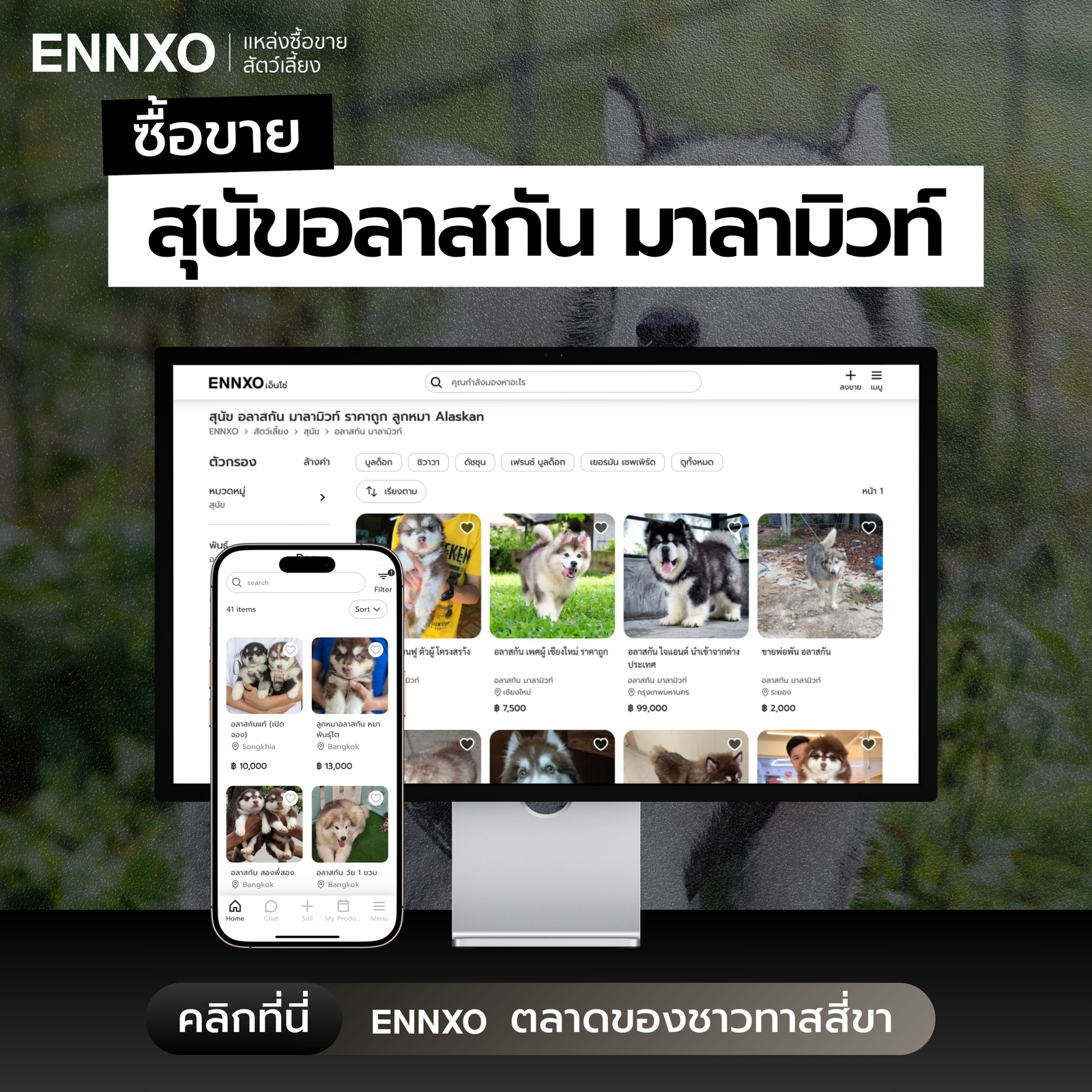 ซื้อขายสุนัขอลาสกัน มาลามิวท์ ราคาถูกที่ ENNXO