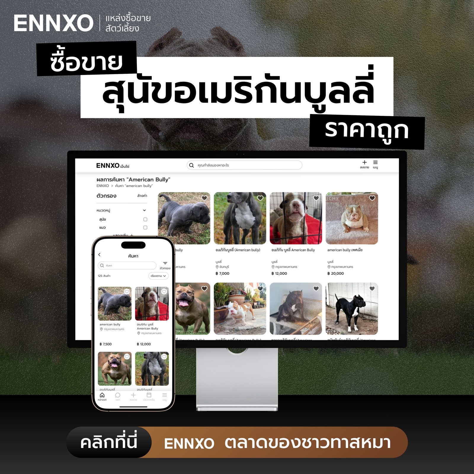 ซื้อขายสุนัขอเมริกันบูลลี่ ราคาถูกที่ ENNXO