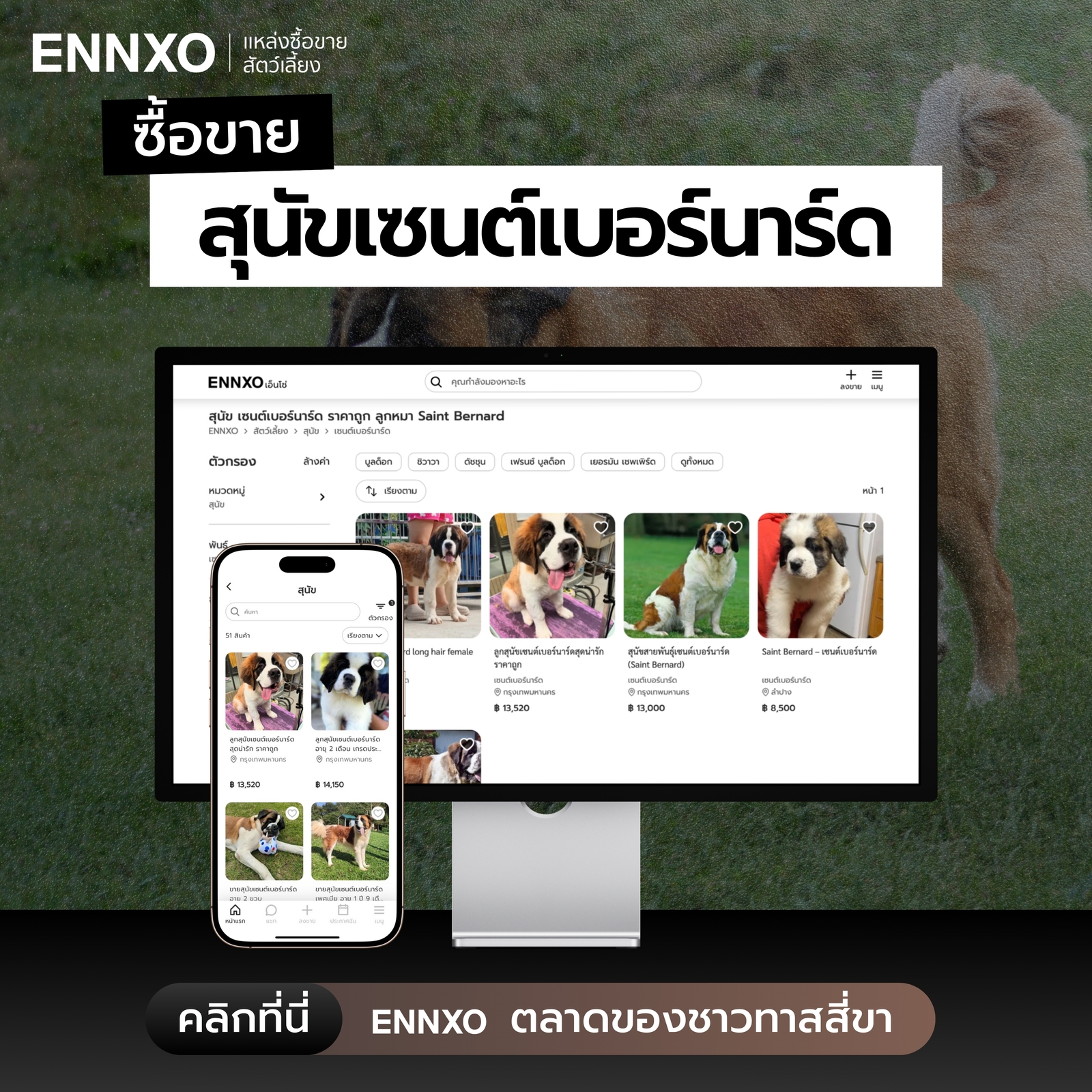 ตลาดซื้อขายสุนัขเซนต์เบอร์นาร์ด ทุกแบบ ที่ ENNXO