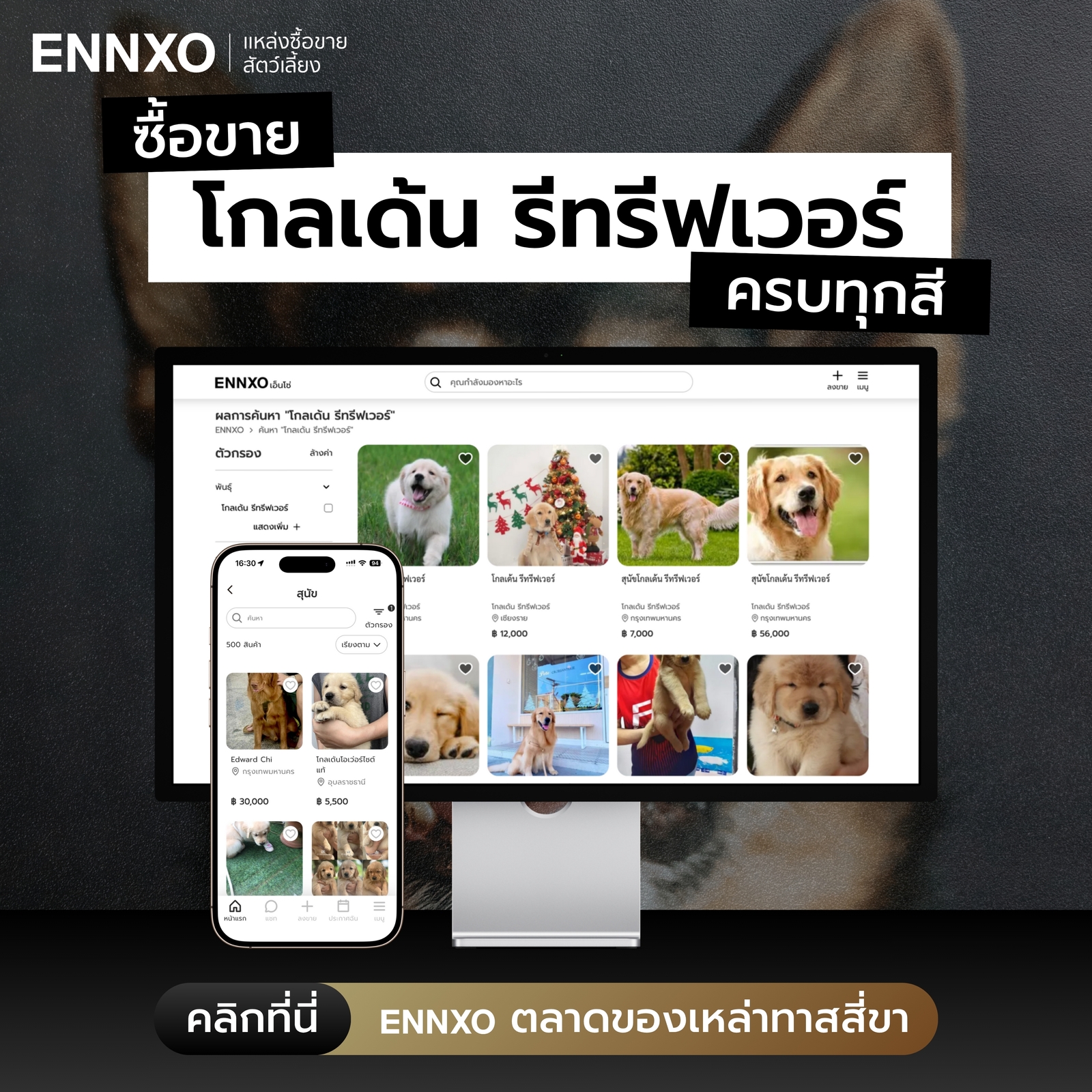 ตลาดซื้อขายสุนัขโกลเด้น ราคาดีที่ ENNXO