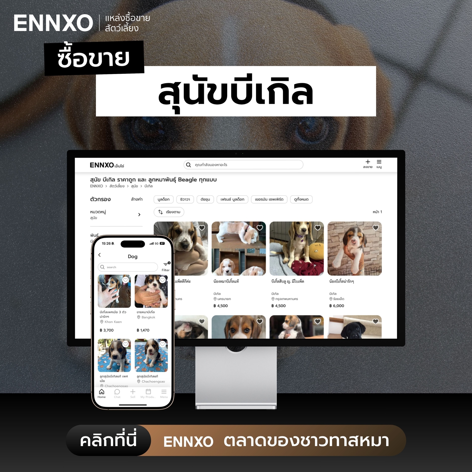 ซื้อขายบีเกิ้ล ทุกสายพันธุ์ที่ ENNXO