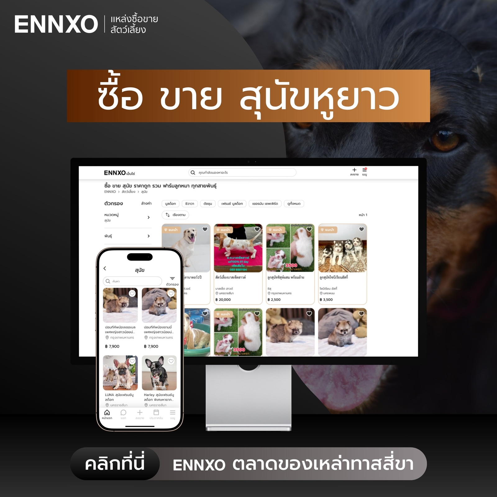 ซื้อขายหมาหูยาวทุกสายพันธุ์ ราคาถูกที่ ENNXO
