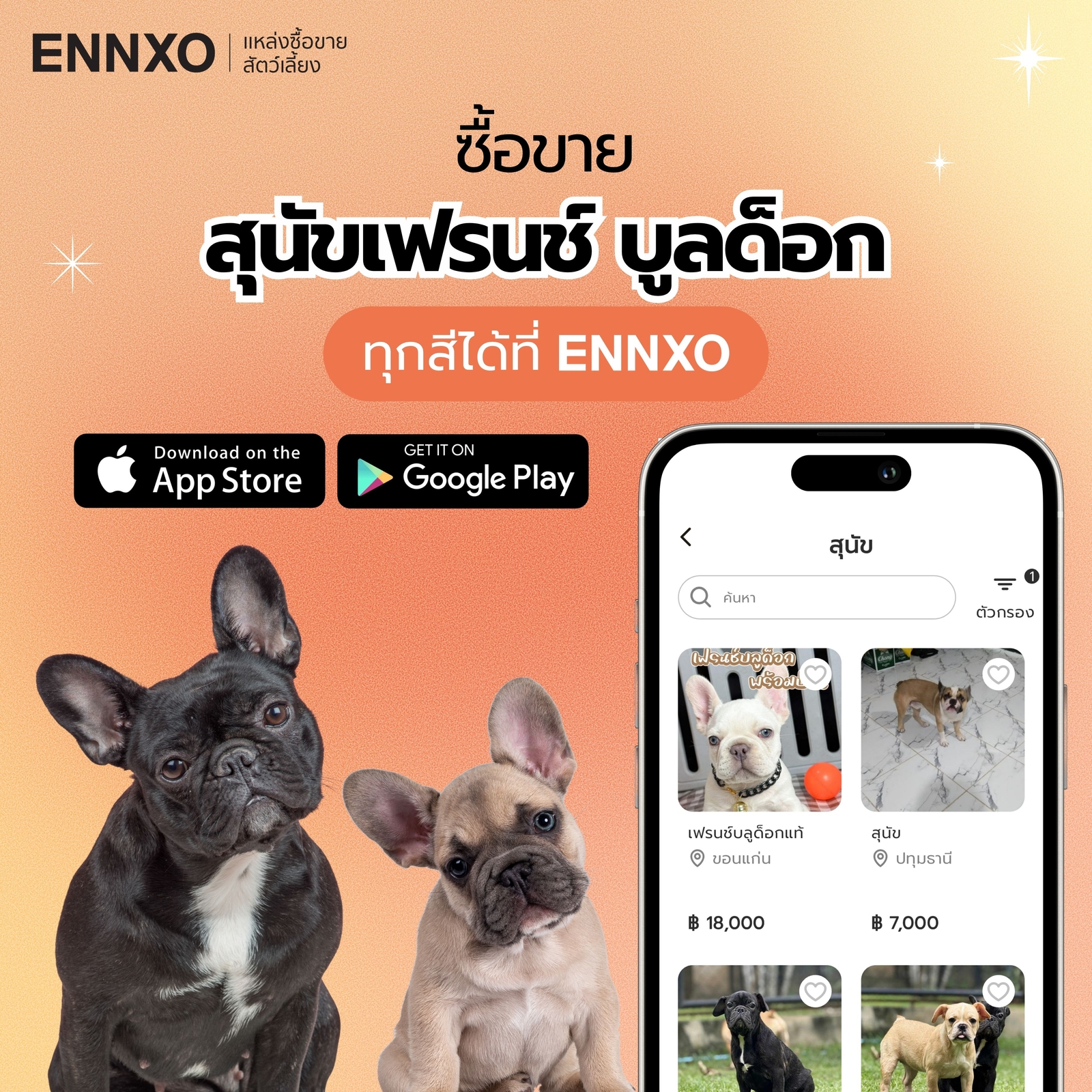 ซื้อขายสุนัขเฟรนช์ บูลด็อก ทุกสี ทุกพันธ์ุที่ ENNXO