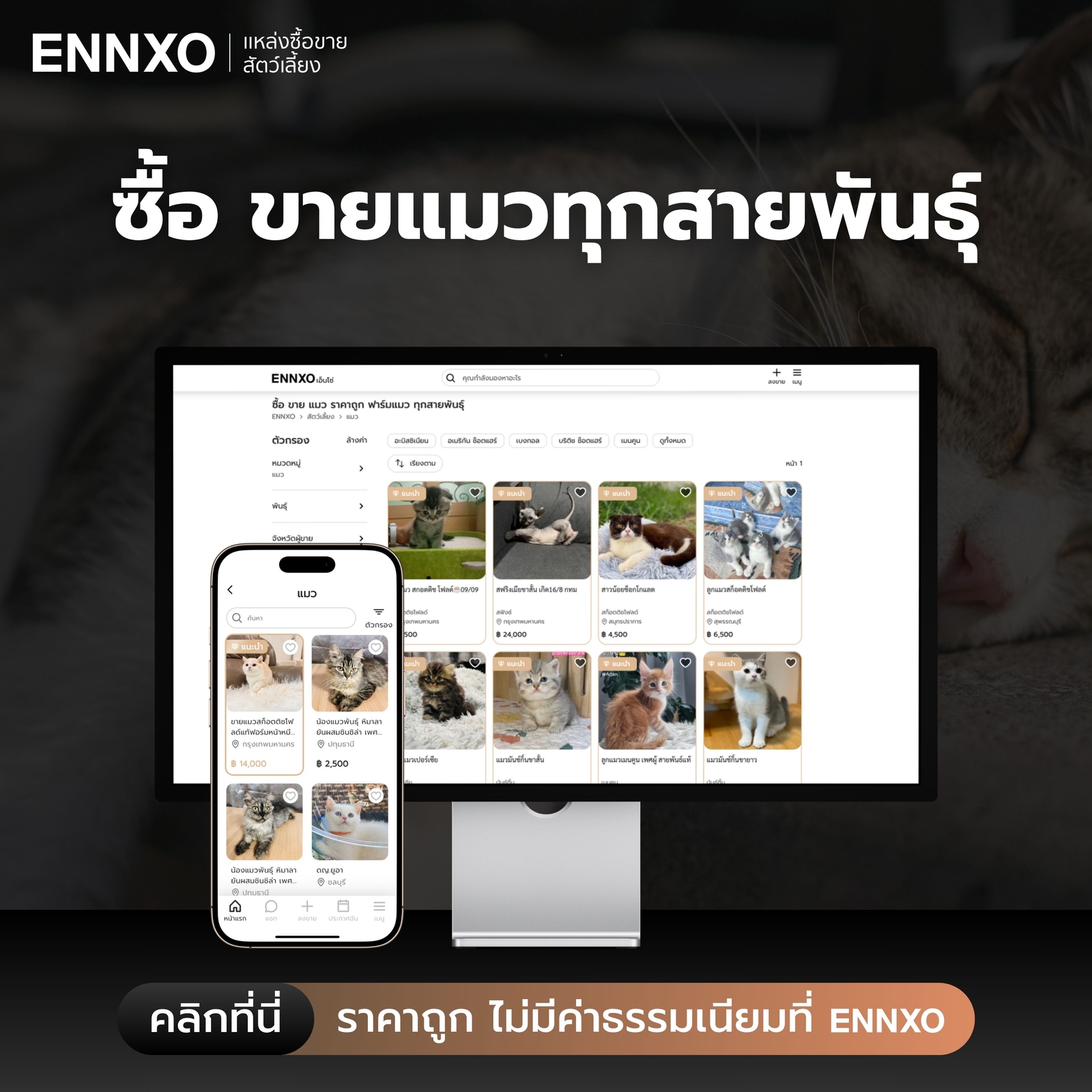 ซื้อขายแมว ลูกแมว ราคาถูกที่ ENNXO