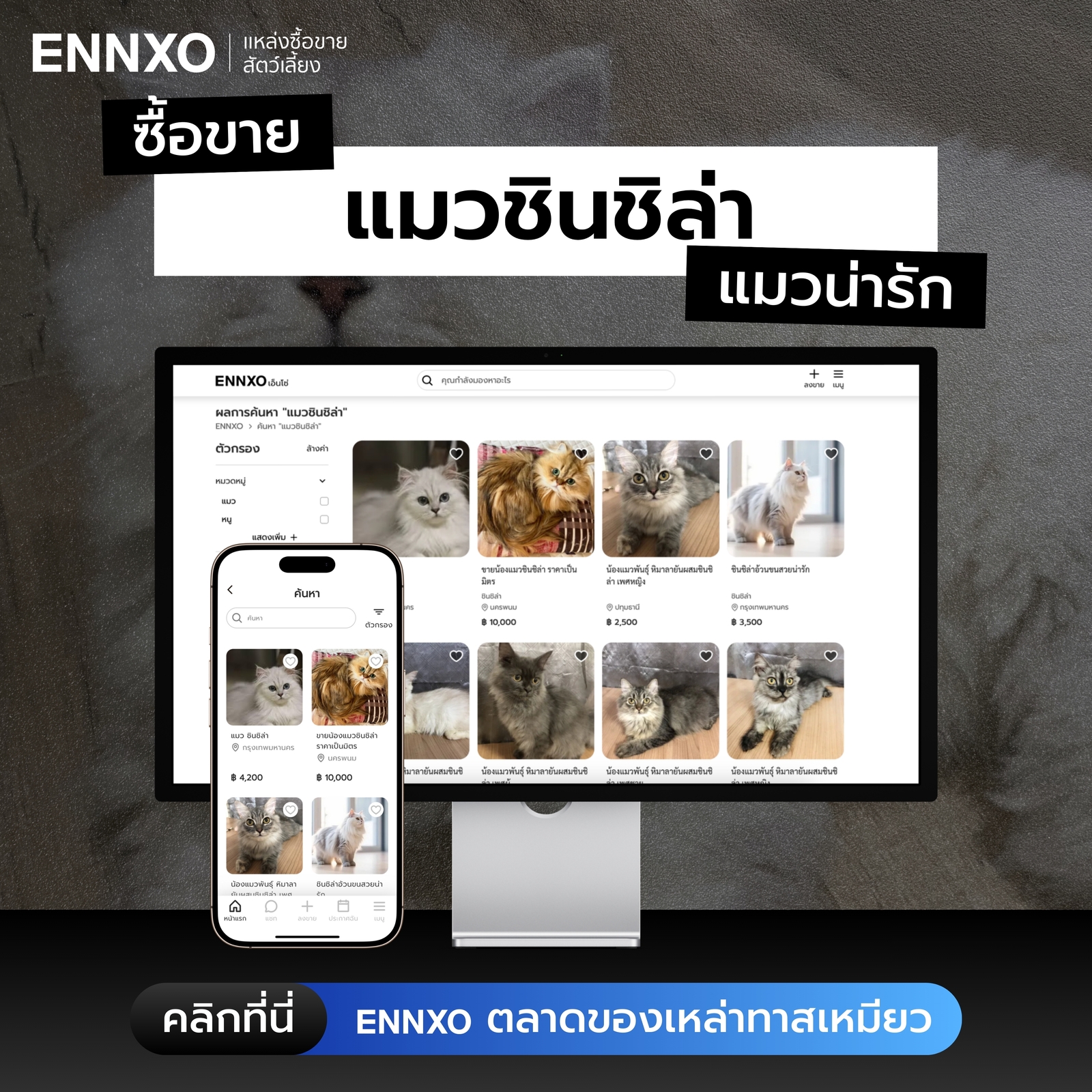 ตลาดซื้อขายแมวชินชิล่า ลูกแมวชินชิล่า ที่ ENNXO