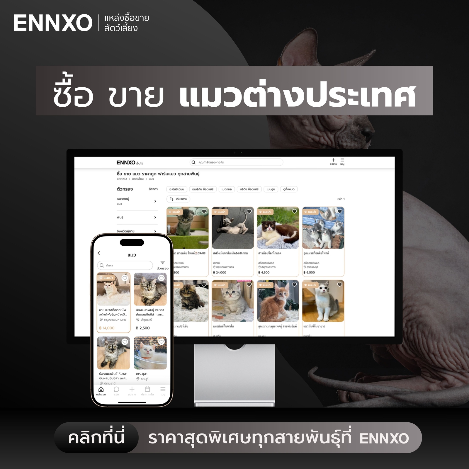 ซื้อขายแมวต่างประเทศ ทุกสายพันธุ์ ที่ ENNXO
