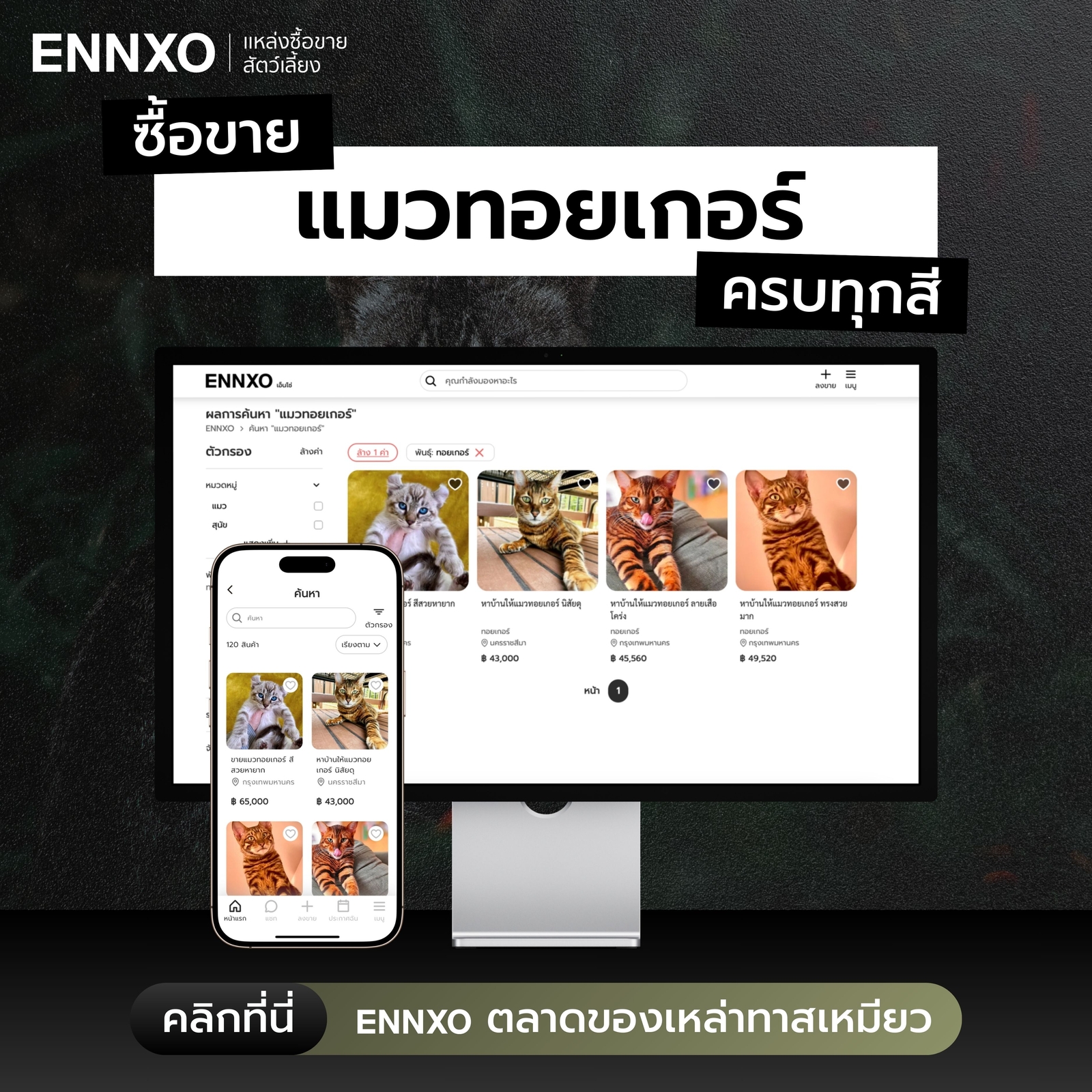 ซื้อขายแมวทอยเกอร์ราคาดีที่ ENNXO