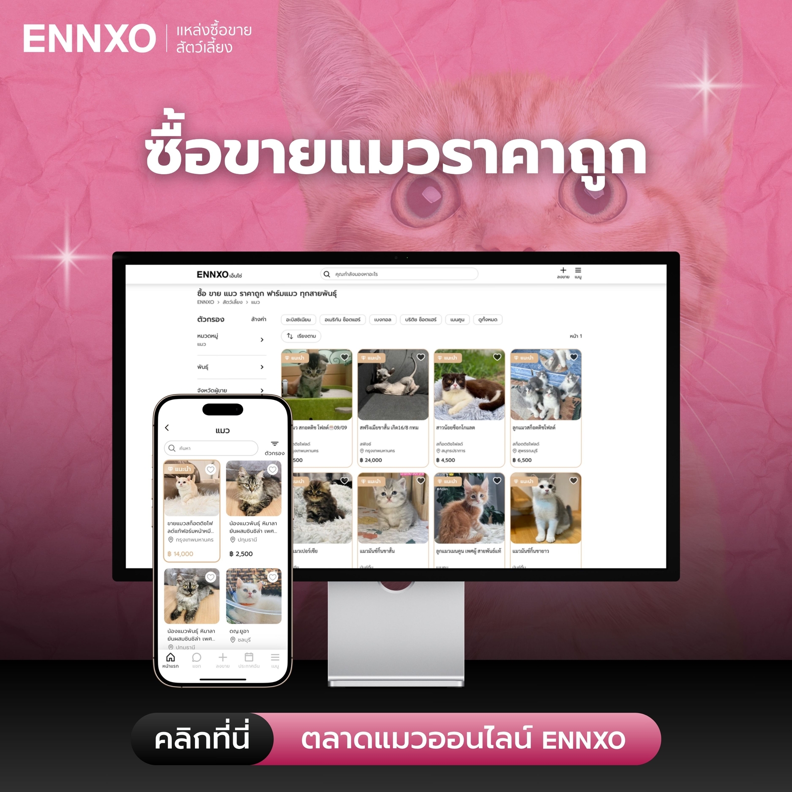 ซื้อขาย แมวทุกสายพันธุื ราคาถูกที่ ENNXO