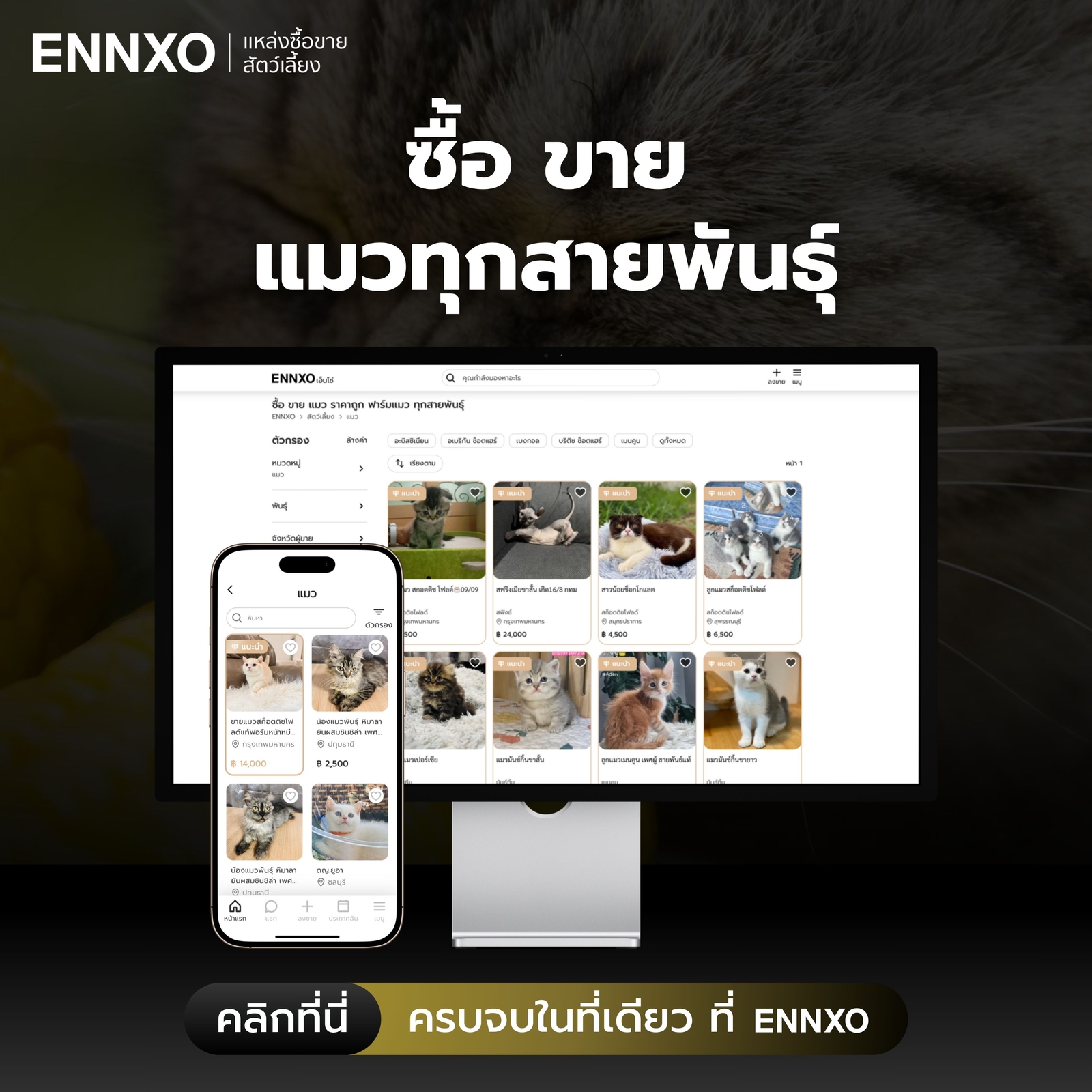 ซื้อขายแมว ลูกแมว ทุกสายพันธุ์ที่ ENNXO
