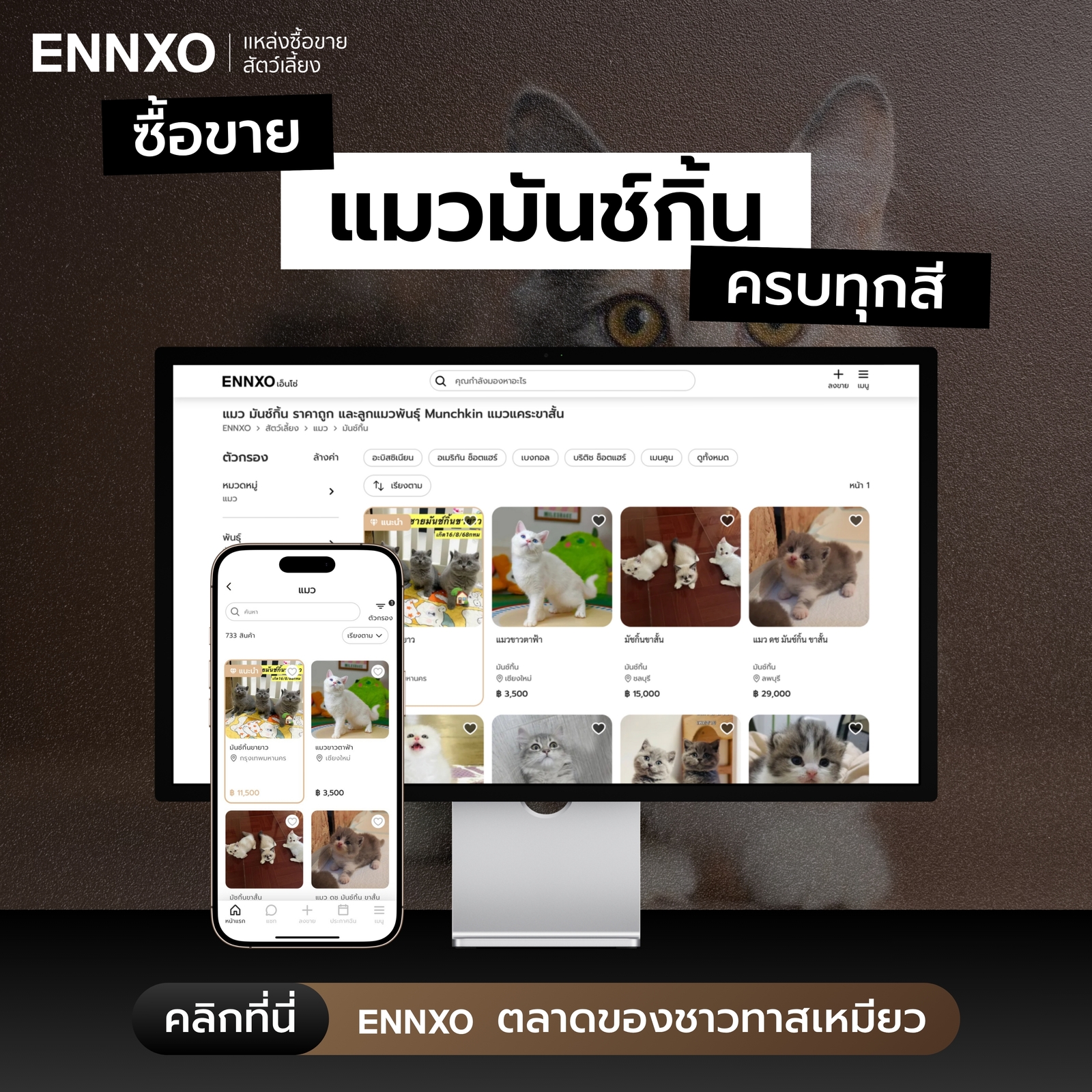 แมวมันช์กิ้น ราคาดี ซื้อขายที่ ENNXO