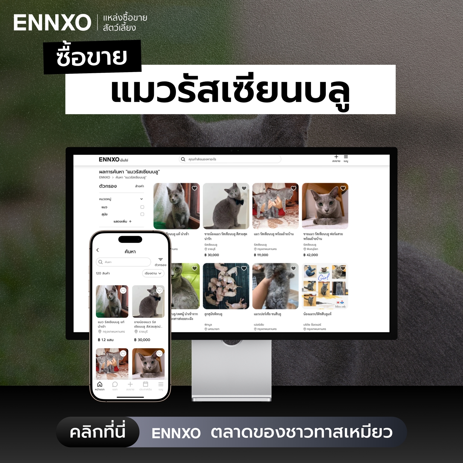 ซื้อขายแมวรัสเซียนบลู ราคาดีที่ ENNXO