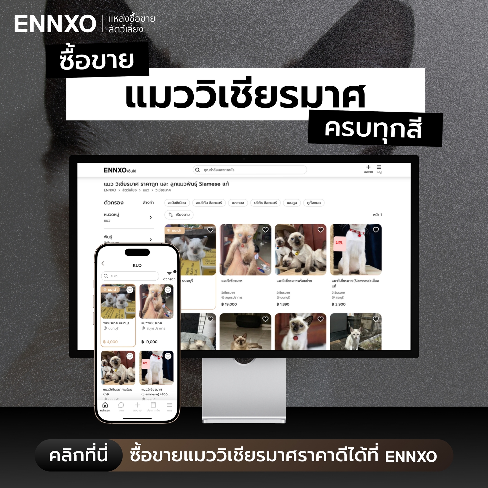 ENNXO แหล่งรวมซื้อขายแมววิเชียรมาศ