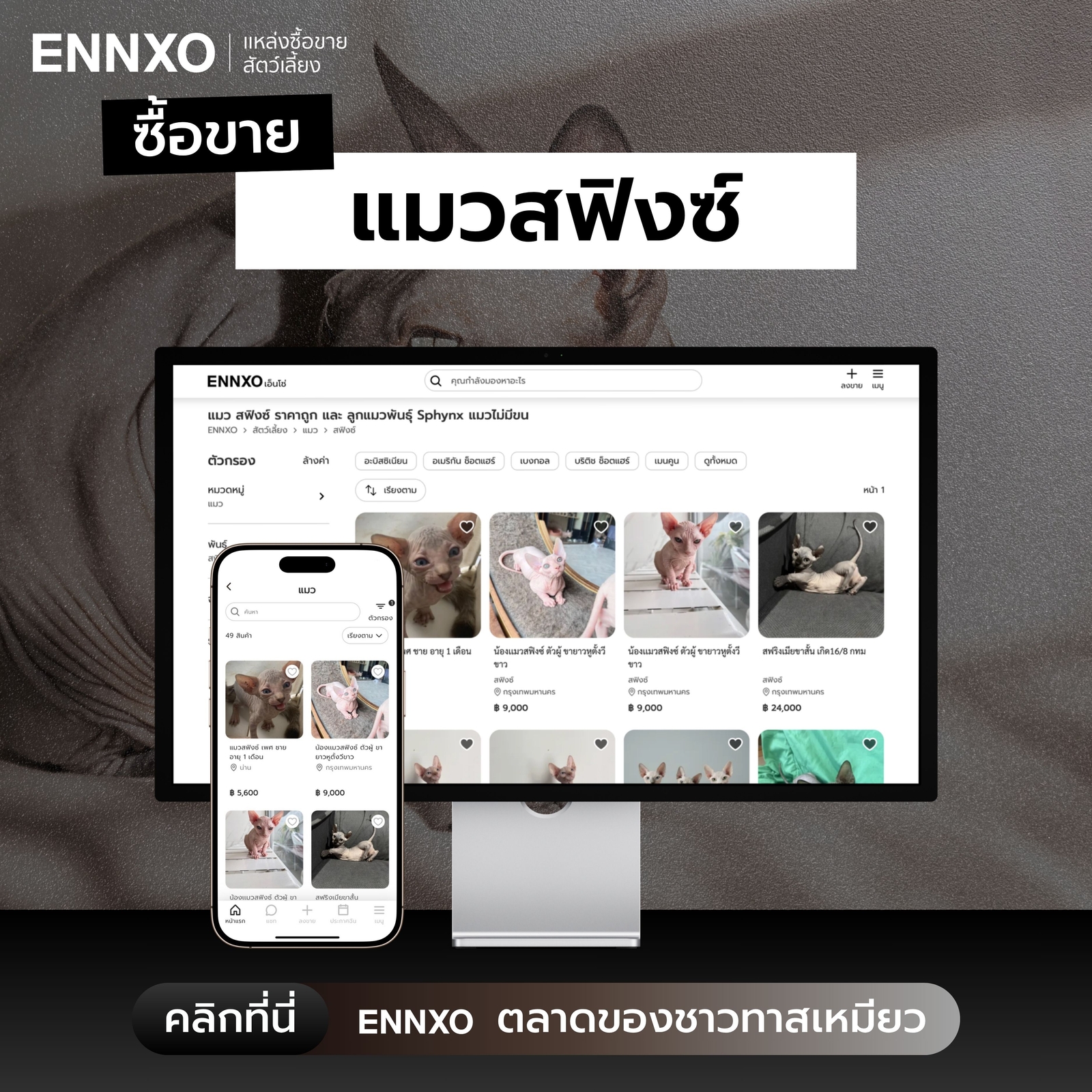 ซื้อขายแมวสฟิงซ์-ราคาถูกที่-ennxo