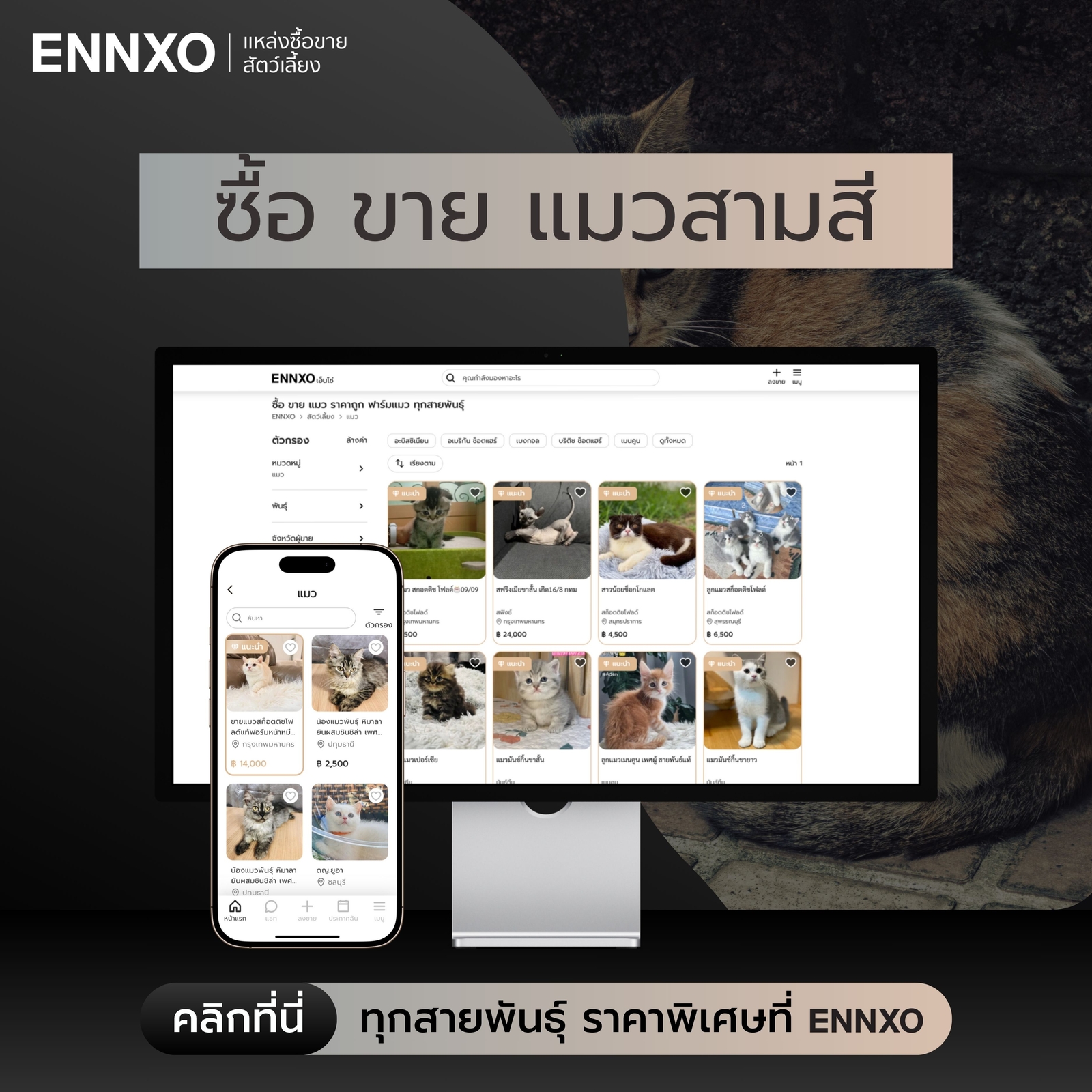 ซื้อขายแมวสามสี  ราคาถูก ทุกสายพันธุ์ที่ ENNXO