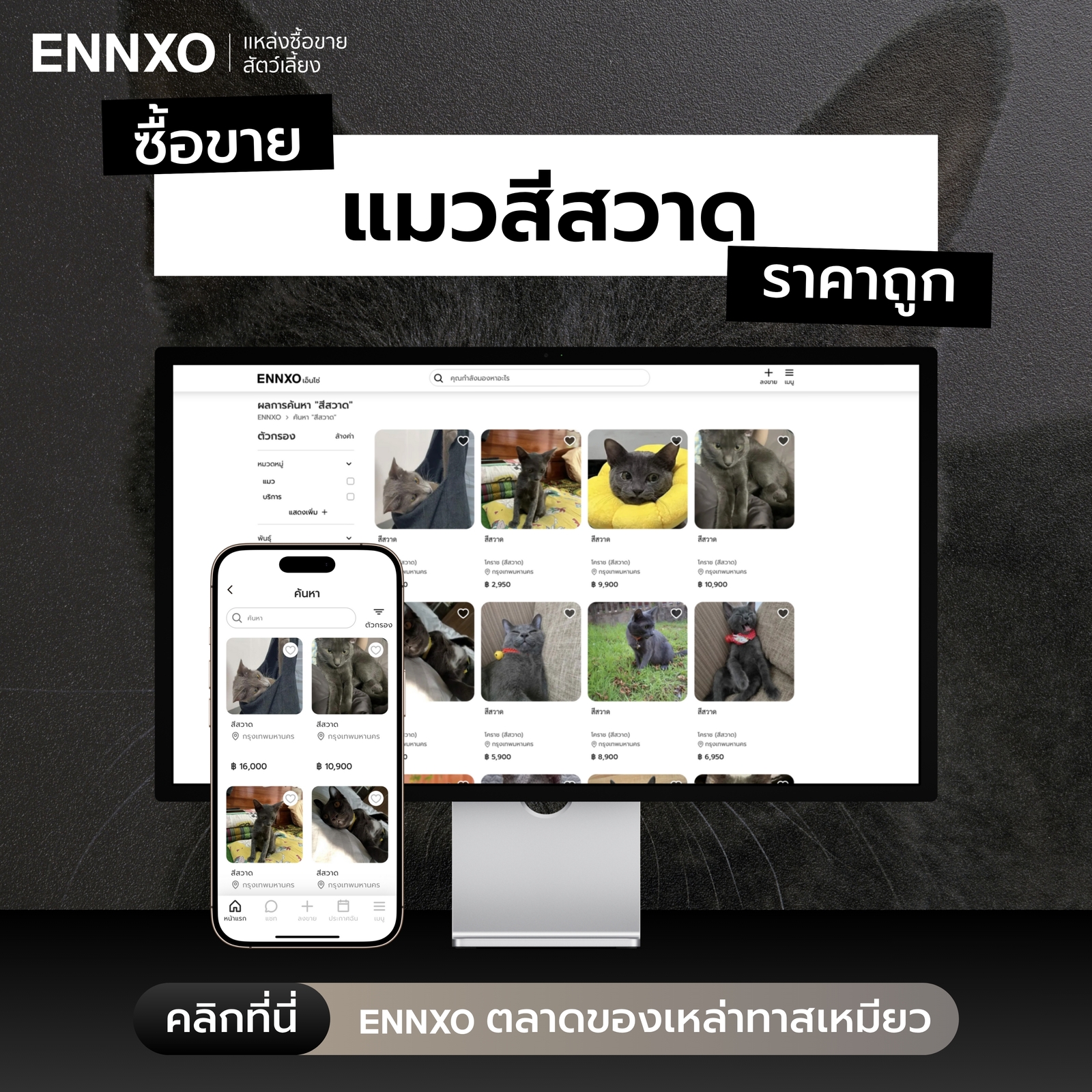 ซื้อขายแมวโคราช ราคาดีที่ ENNXO