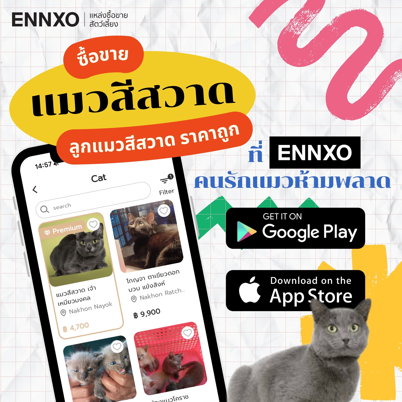 ENNXO ตลาดซื้อขายแมวออนไลน์