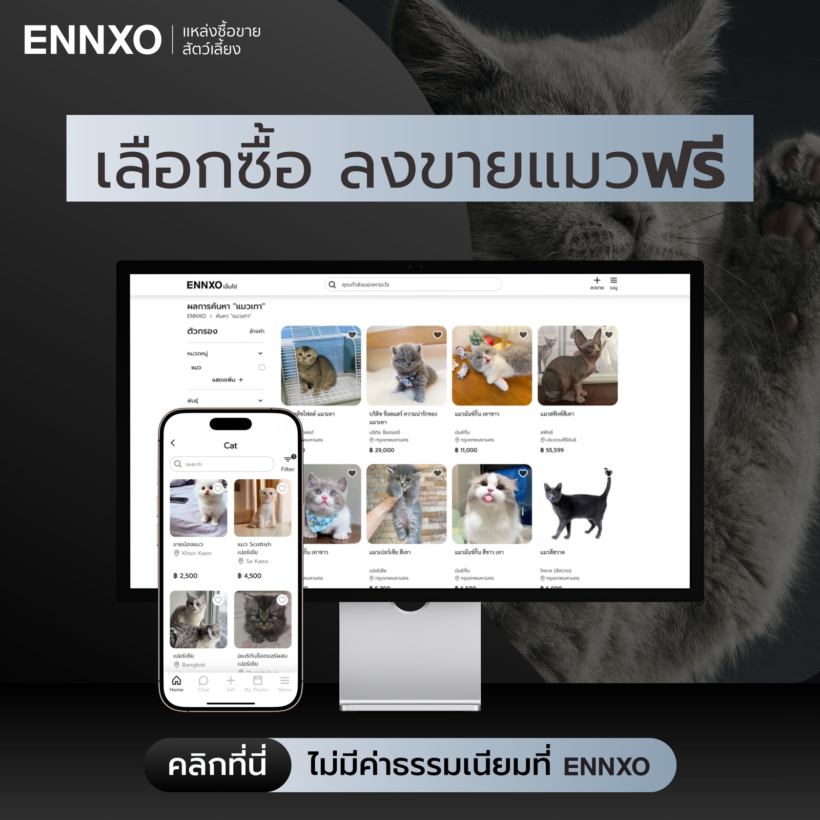ซื้อขาย แมวสีเทา ราคาถูก ทุกสายพันธุ์ที่ ENNXO