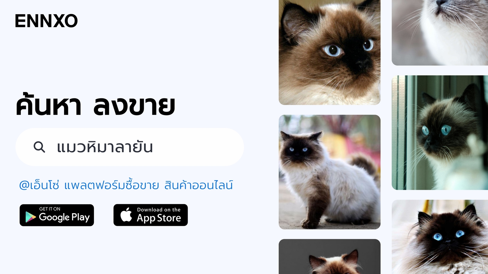 ENNXO ตลาดซื้อขายแมวหิมาลายัน ราคาถูก 