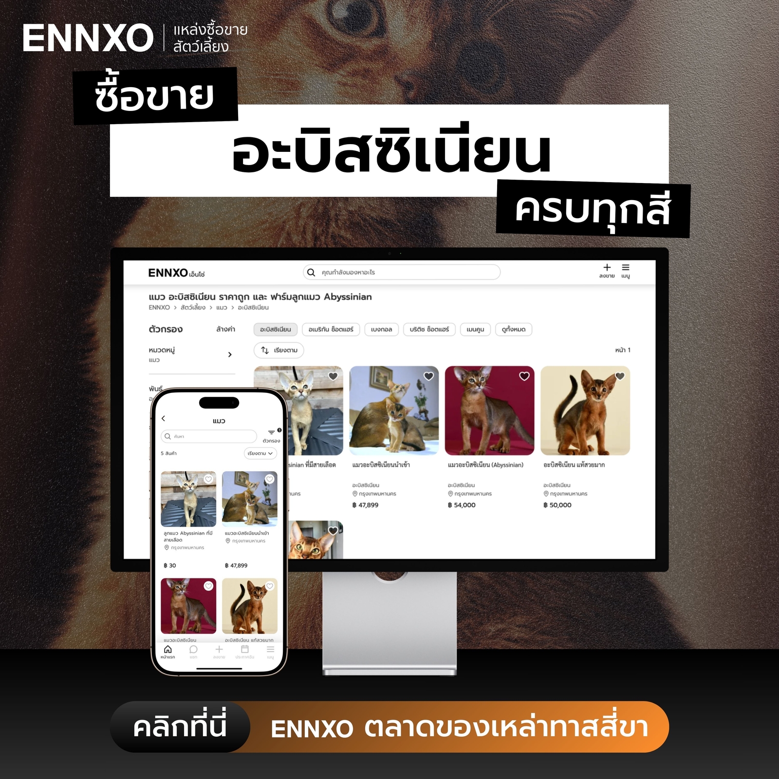 ซื้อขายแมวอะบิสซิเนียนที่ ENNXO