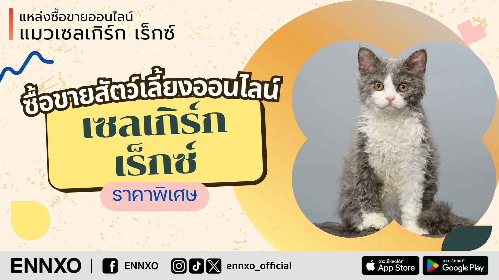 ซื้อขายแมวเซลเกิร์ก เร็กซ์ Selkirk Rex ราคาถูก