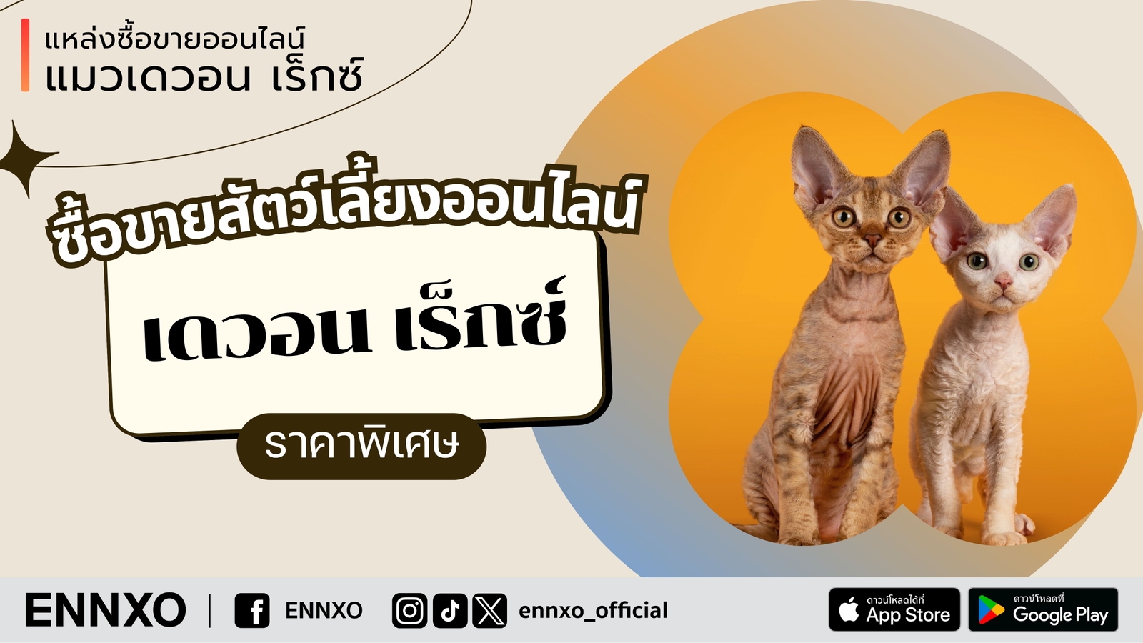 ซื้อขายแมวเดวอน เร็กซ์ Devon Rex ที่ ENNXO