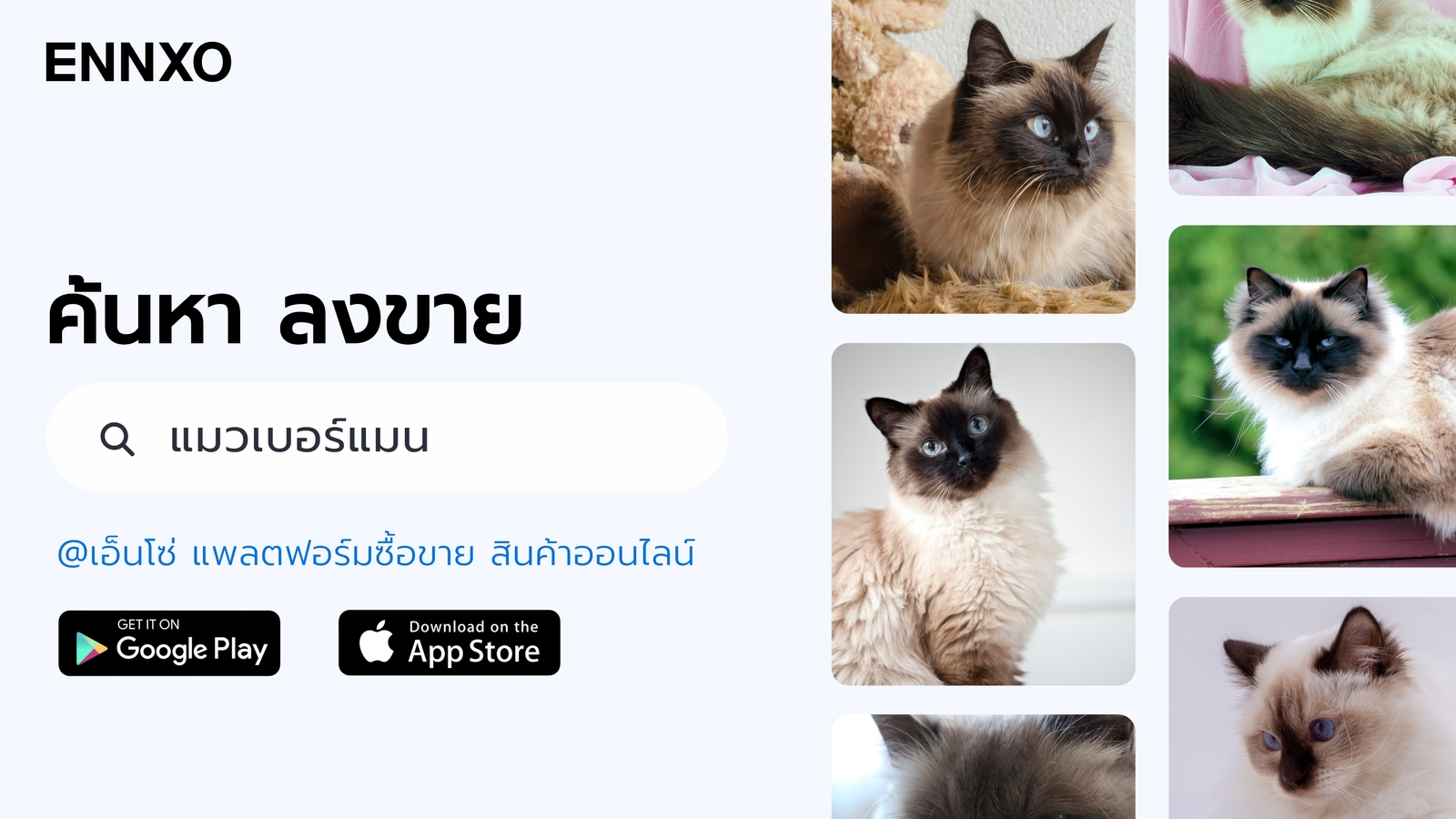 ENNXO ตลาดซื้อขายแมวเบอร์แมน ราคาถูก