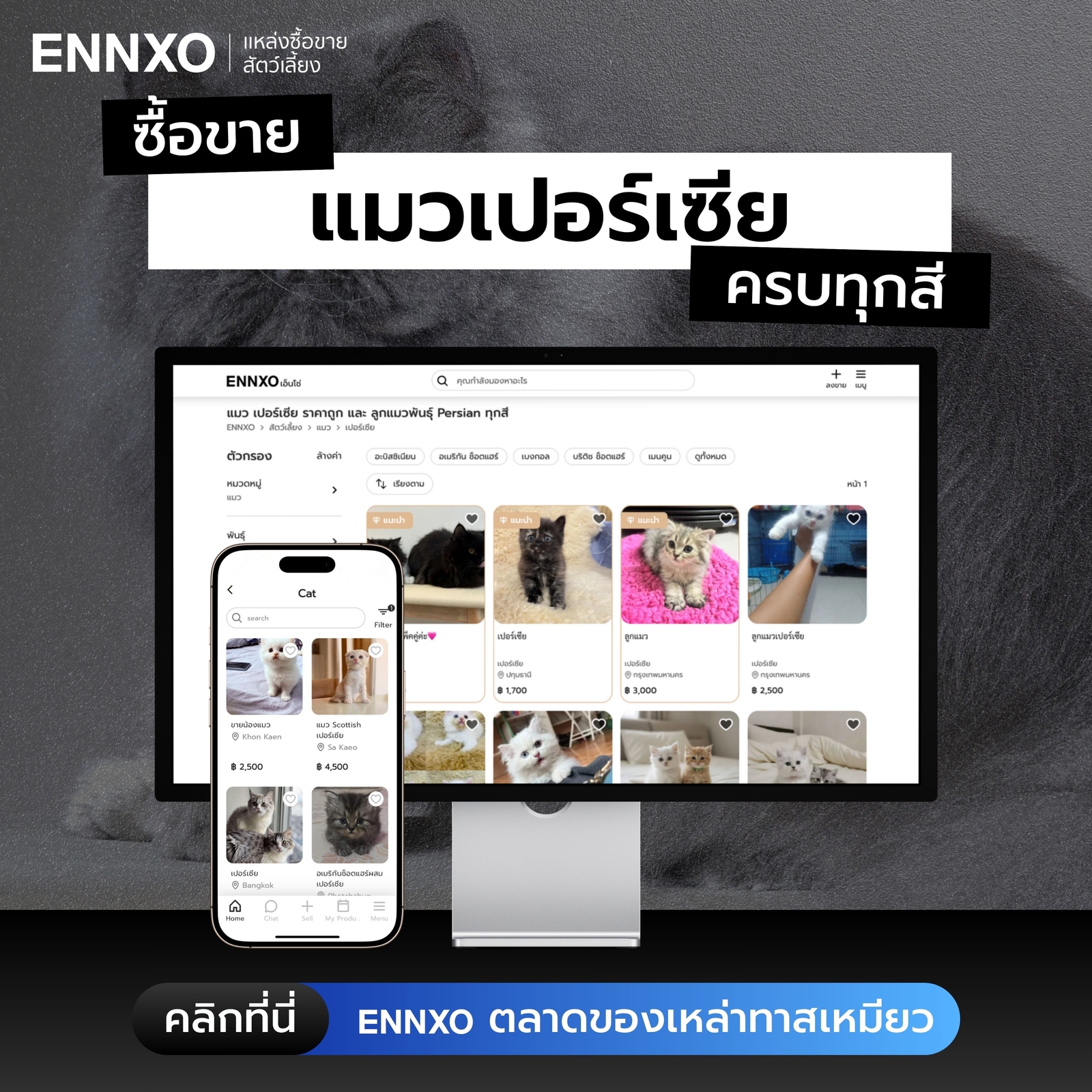 ซื้อขายแมวเปอร์เซีย ราคาถูกที่ ENNXO
