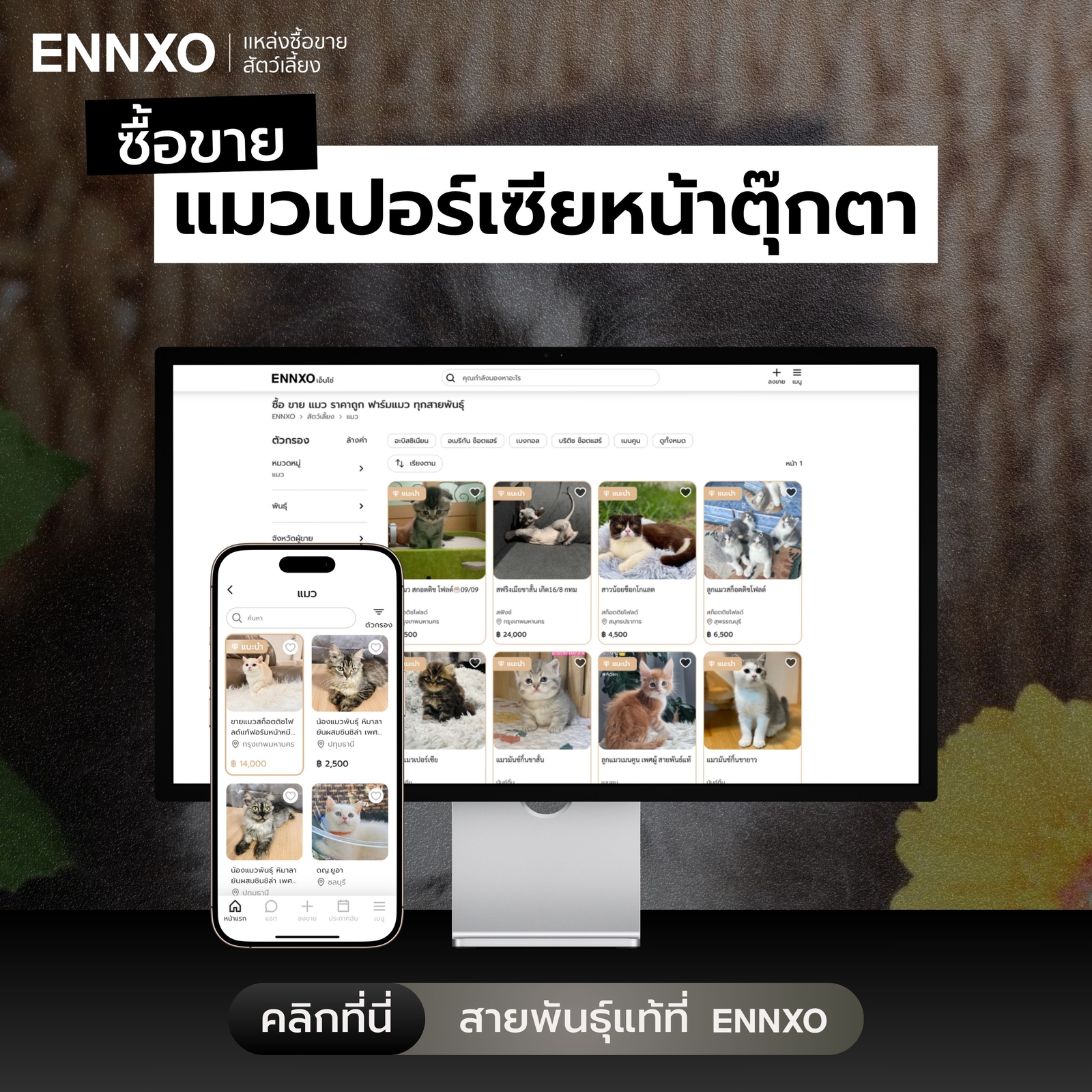ซื้อขายแมวเปอร์เซียหน้าตุ๊กตา ราคาถูกที่ ENNXO