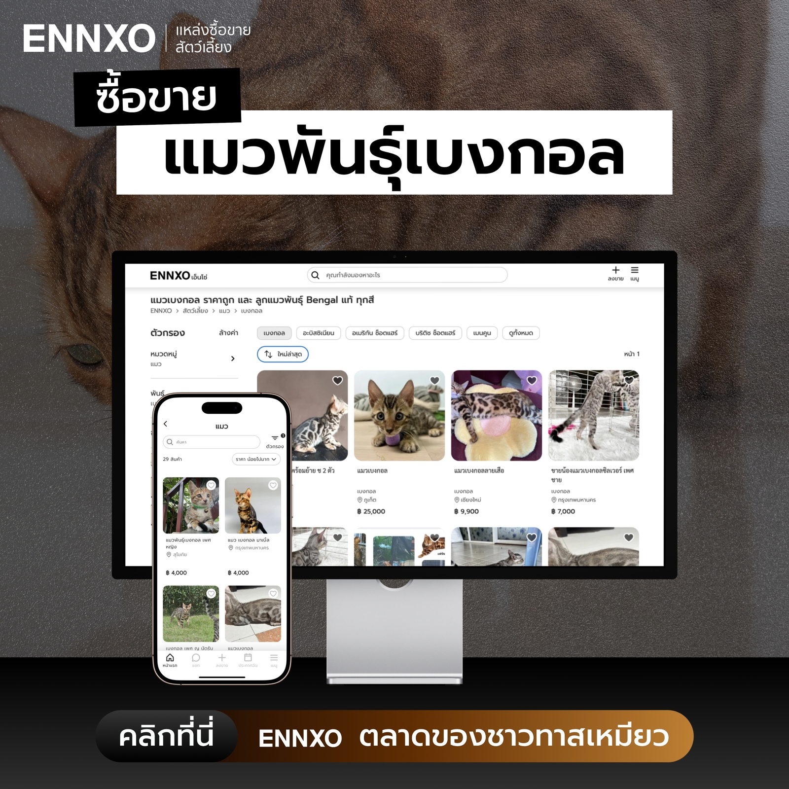 ตลาดซื้อขายแมวเบงกอล ทุกแบบที่ ENNXO