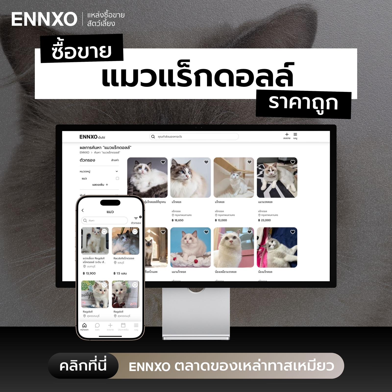 ซื้อขายแมวแร็กดอลล์-พันธุ์ผสมไทย-ราคาถูก