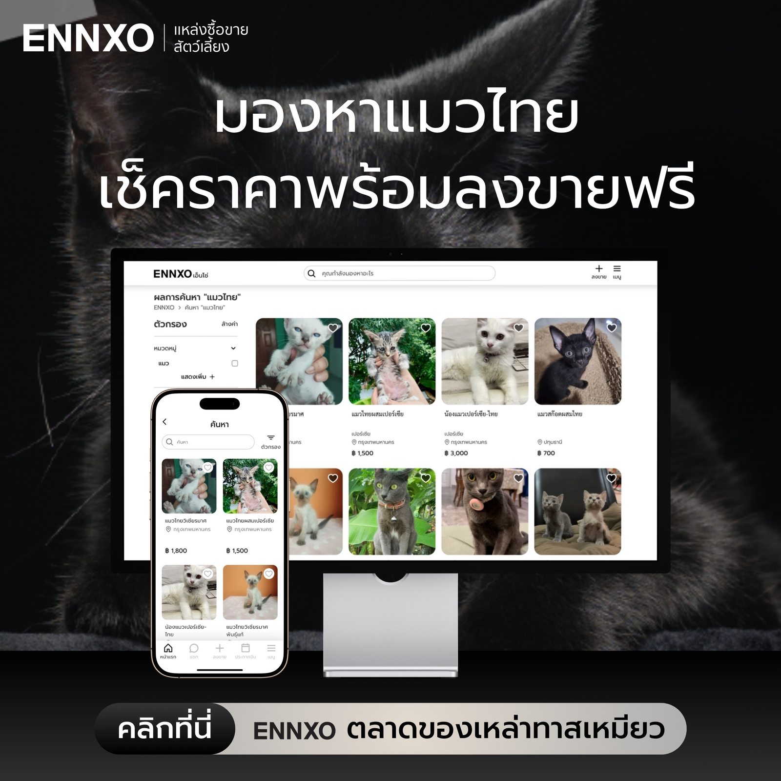 ENNXO ตลาดซื้อขายแมวทุกสายพันธุ์