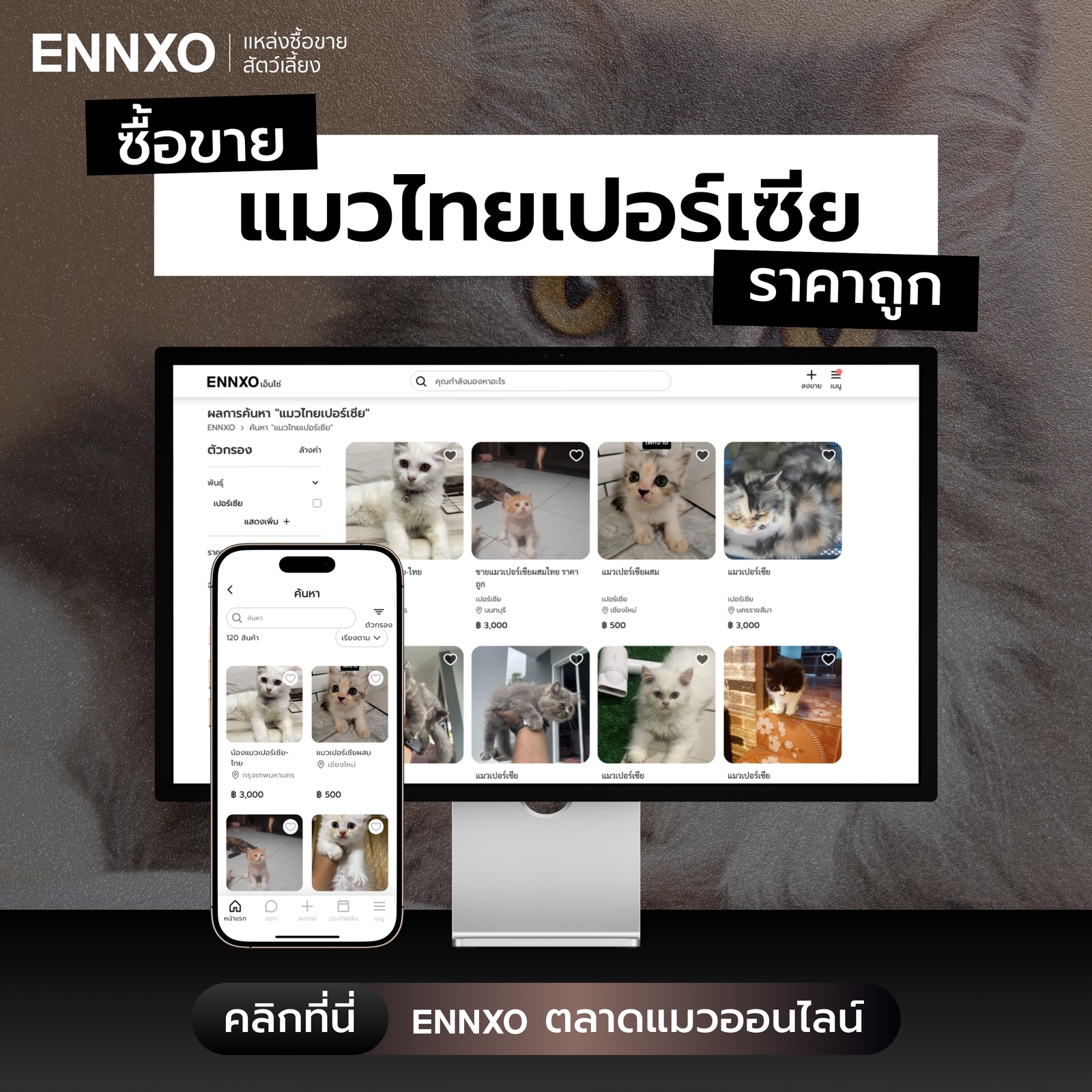 ซื้อขายแมวเปอร์เซียผสมไทย ราคาดีที่ ENNXO