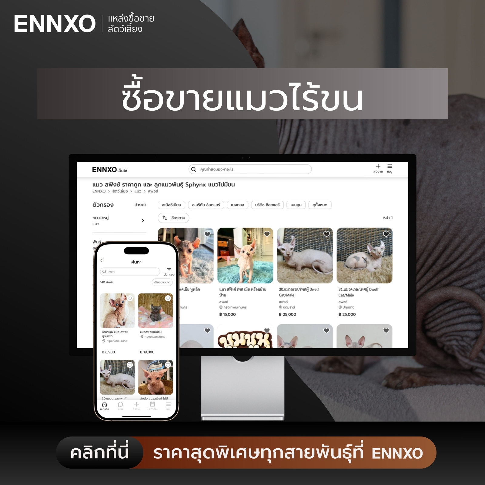 ซื้อขาย แมวไร้ขน แมวไม่มีขน ราคาถูกที่ ENNXO