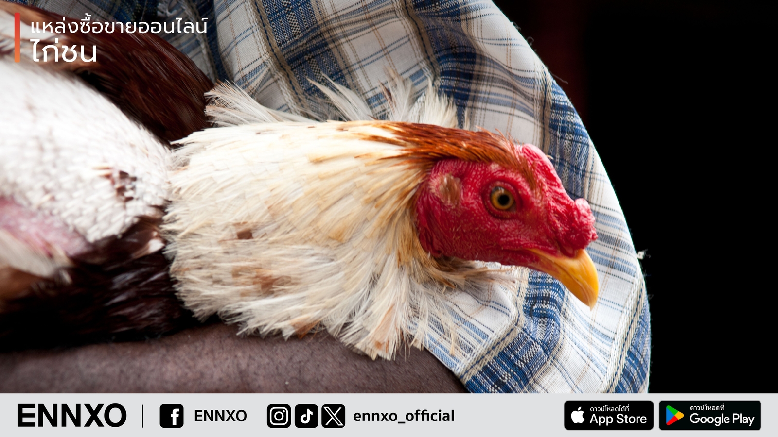 ซื้อขายไก่ชนออนไลน์ ราคาถูก คุณภาพดีที่เอ็นโซ่