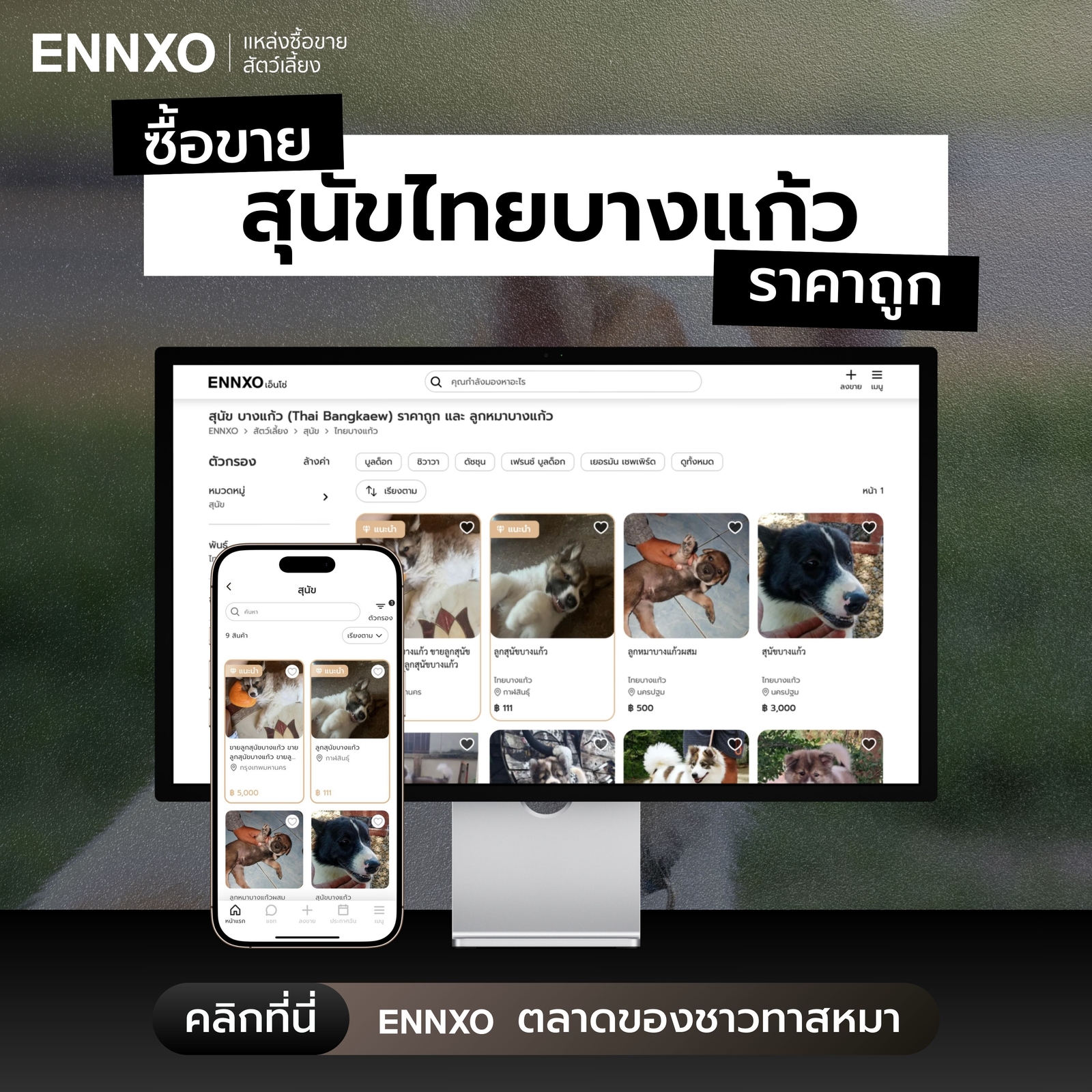 ซื้อหมาบางแก้ว ราคาถูกที่ ENNXO