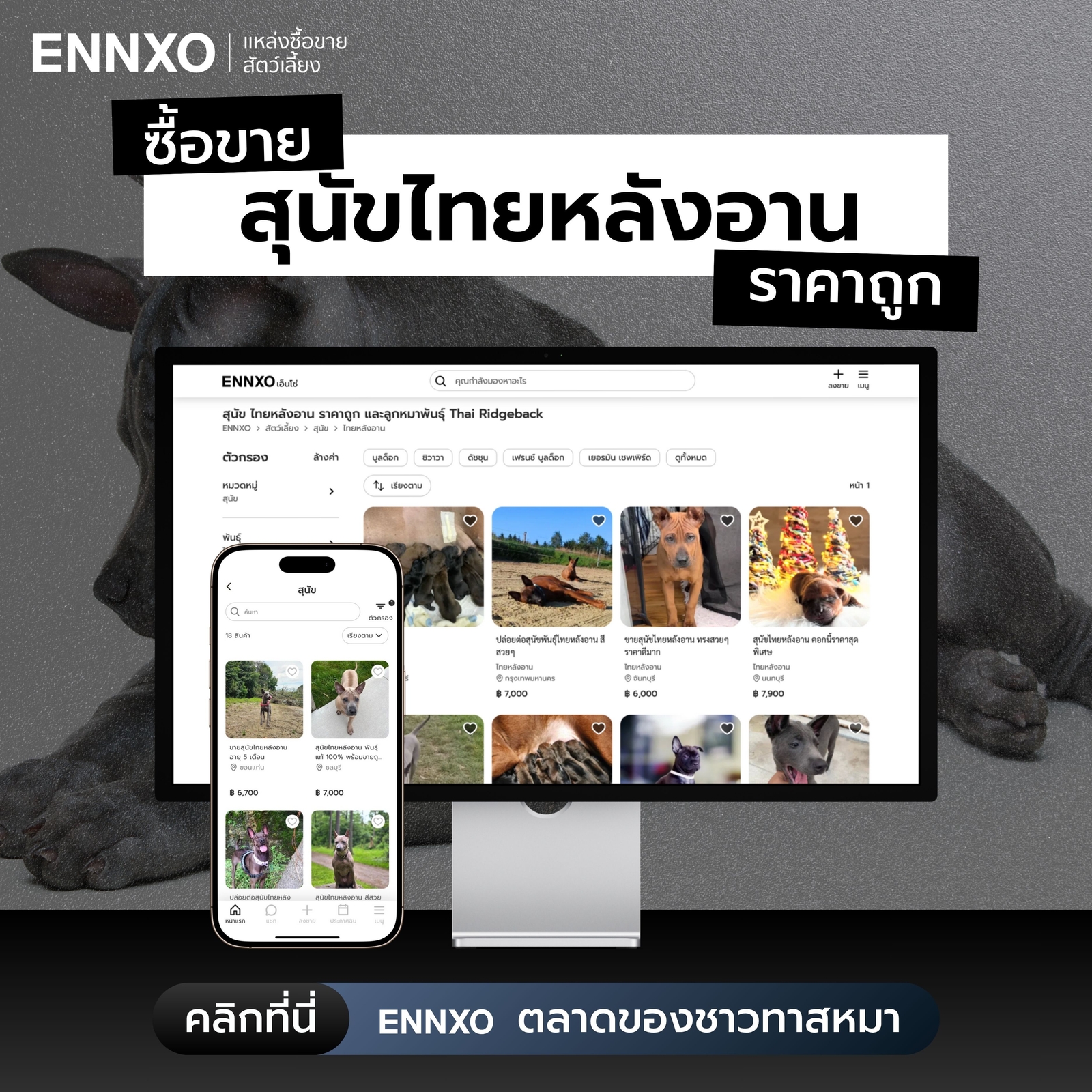 ซื้อหมาไทยหลังอาน ราคาถูกที่ ENNXO