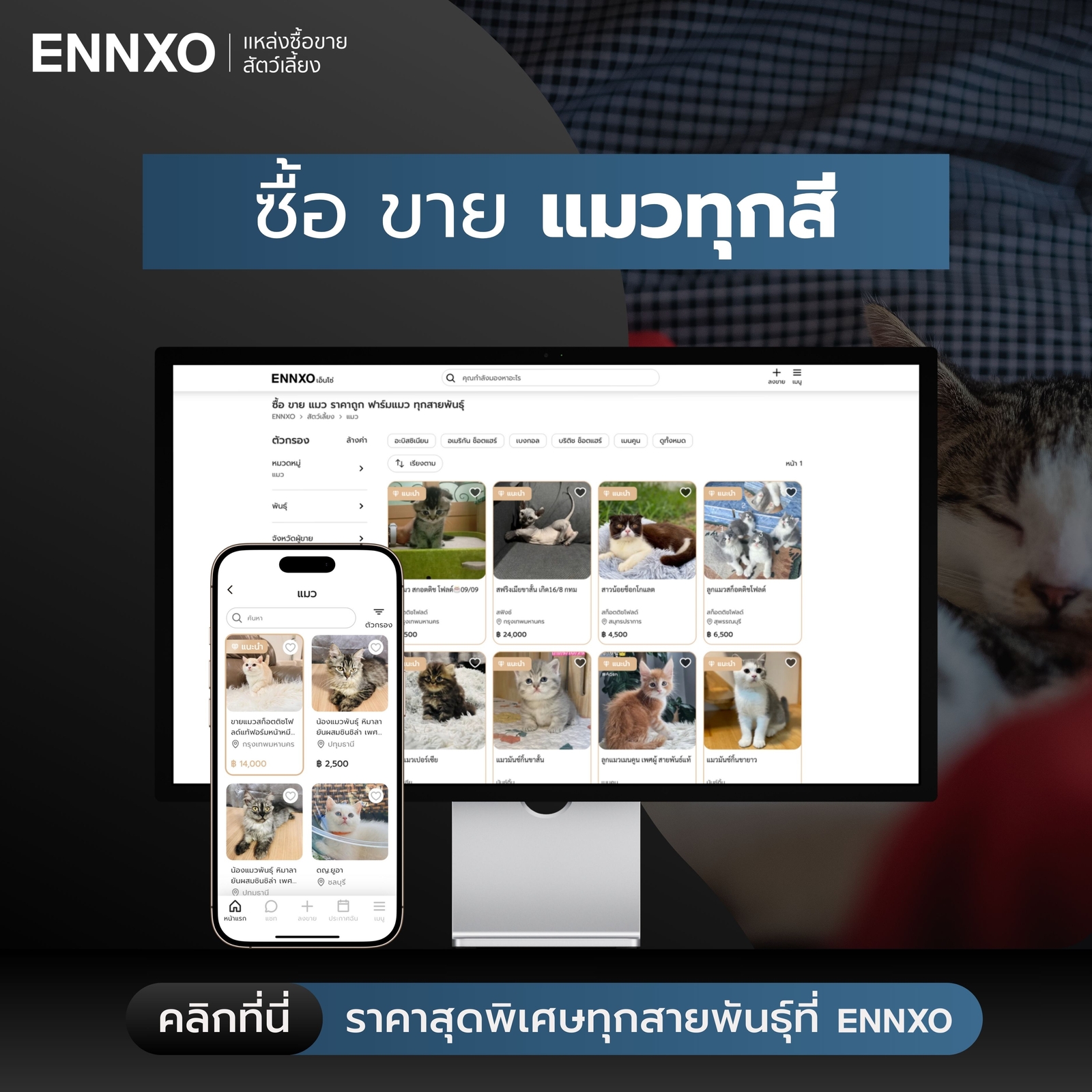 ซื้อแมวทุกสี ทุกสายพันธุ์ ราคาถูกที่ ENNXO