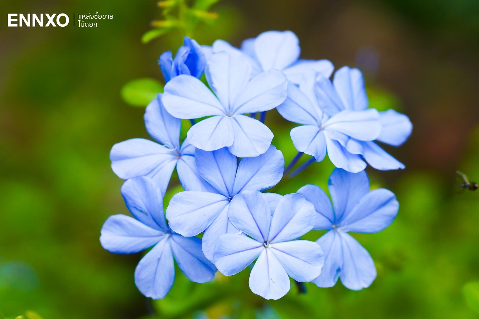 รวมดอกไม้สีฟ้า