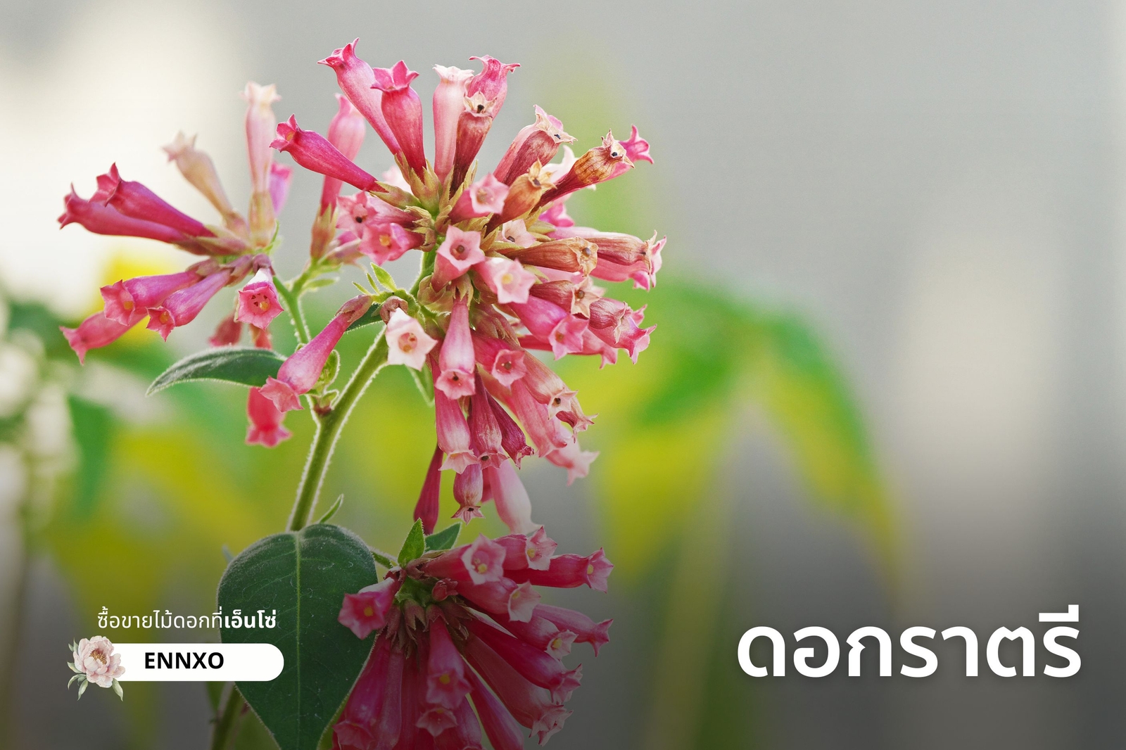 ดอกราตรี Night Cestrum