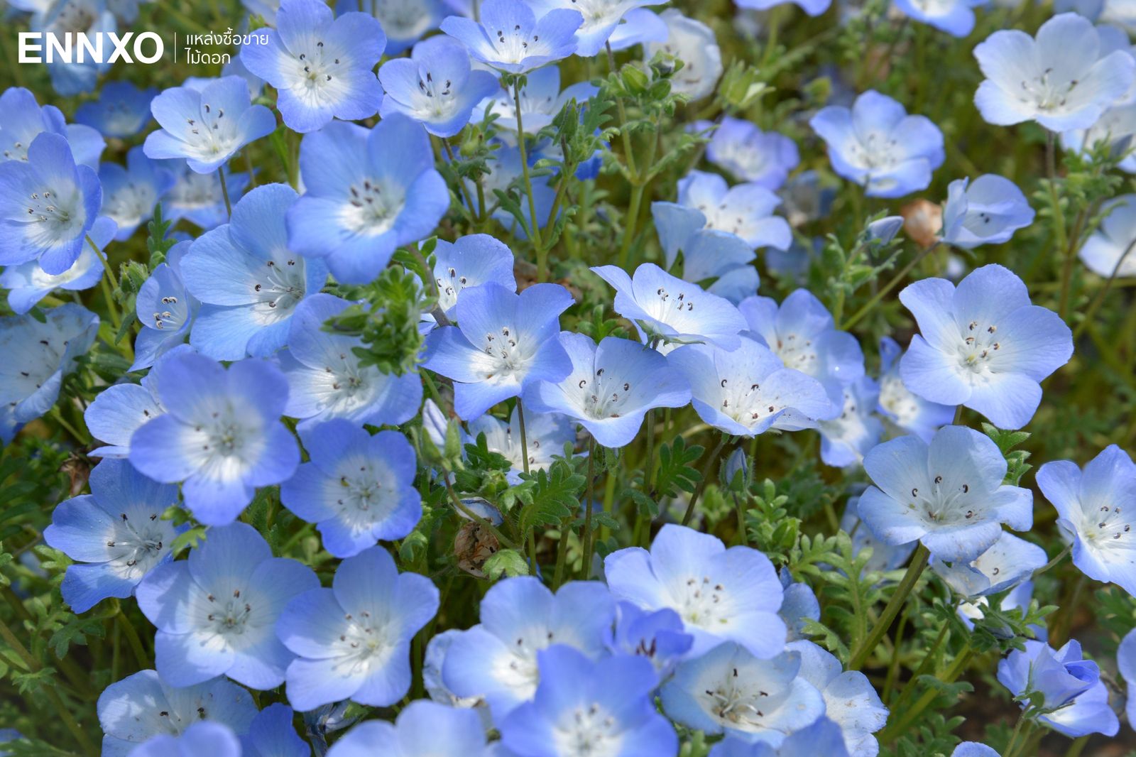 รวมดอกไม้สีฟ้า