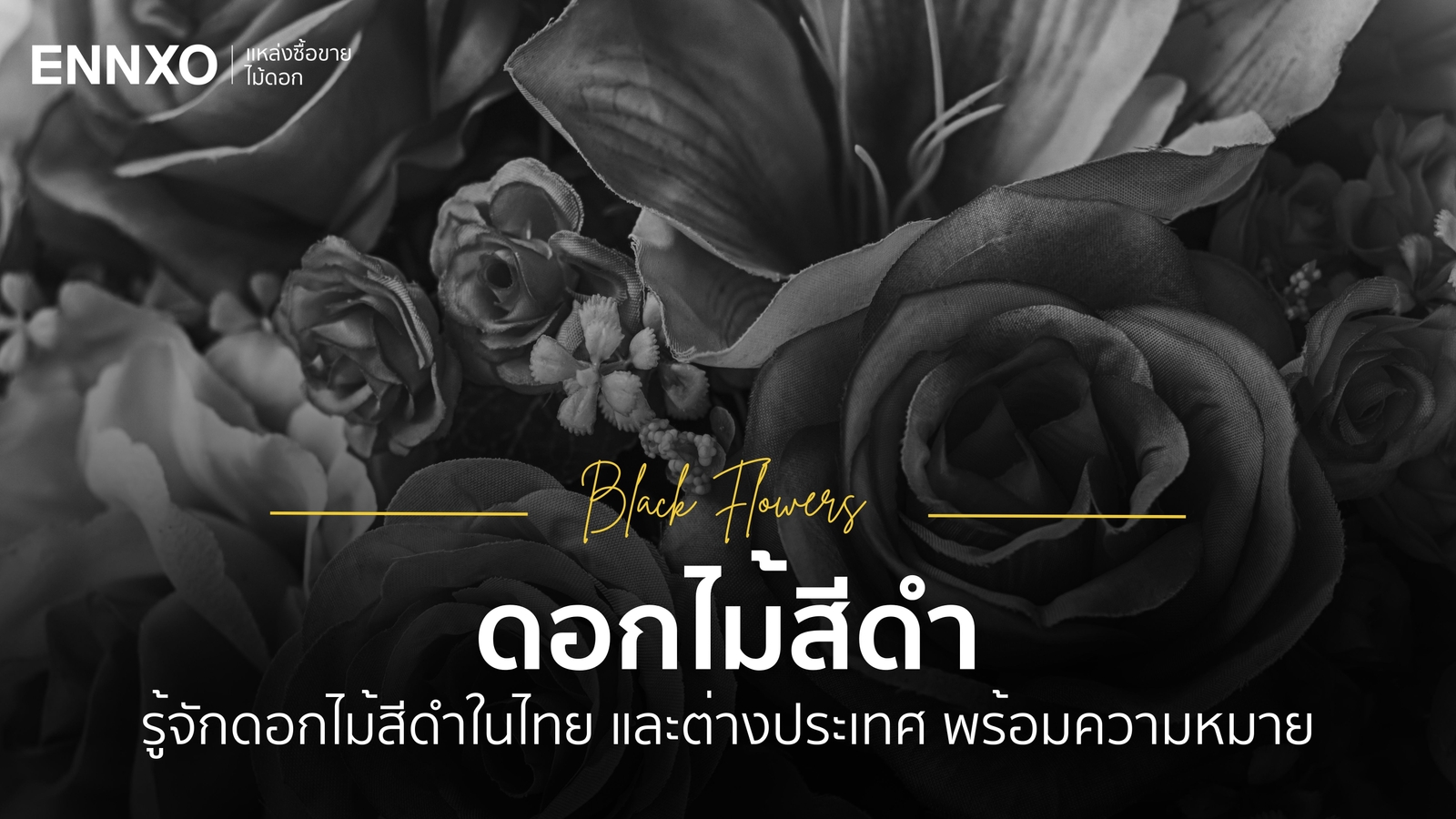 13 ดอกไม้สีดำในไทยและต่างประเทศ ความงามที่ลึกลับ ความหมายดี