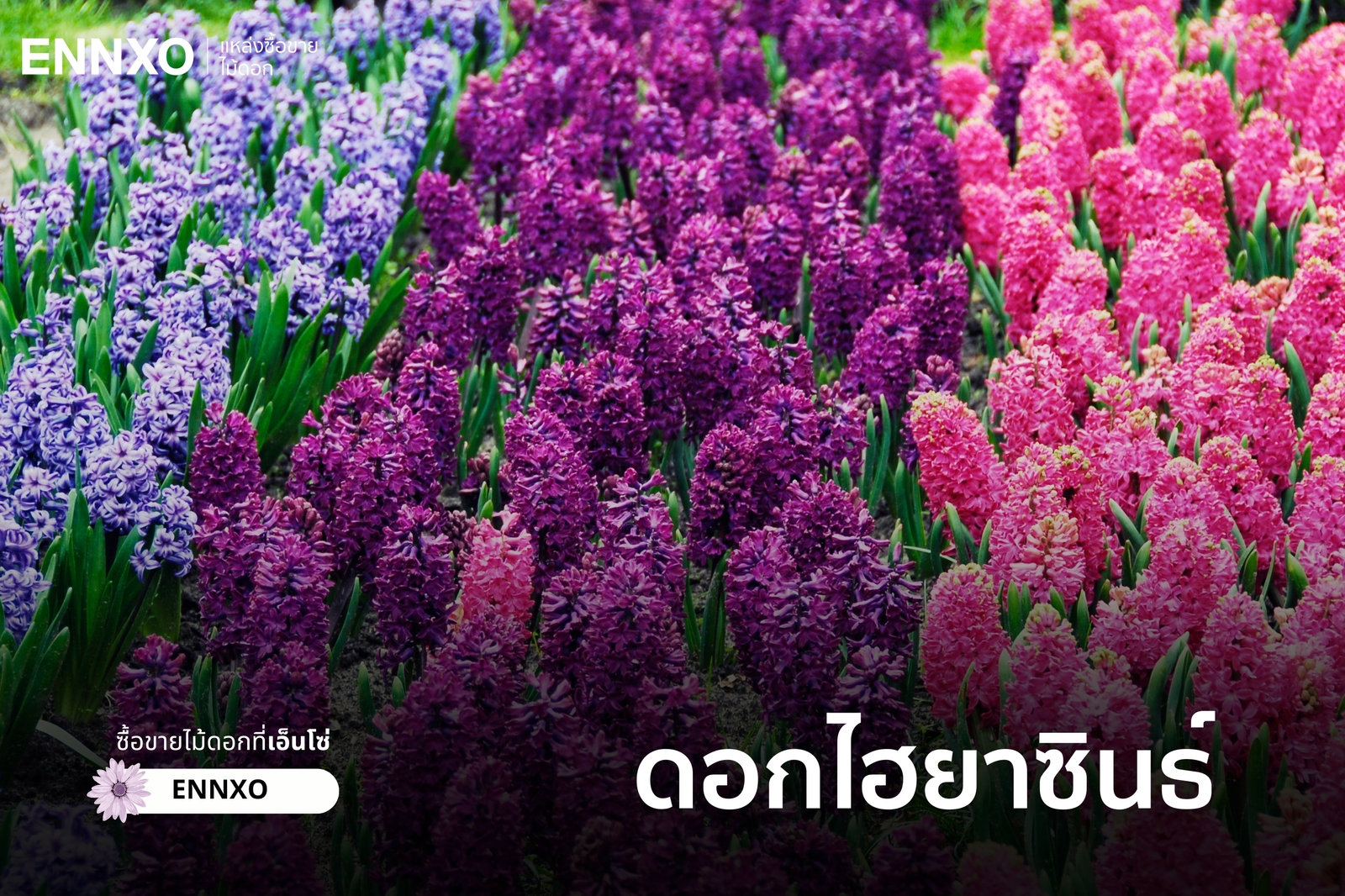 รวมดอกไม้สีม่วงสวยๆ