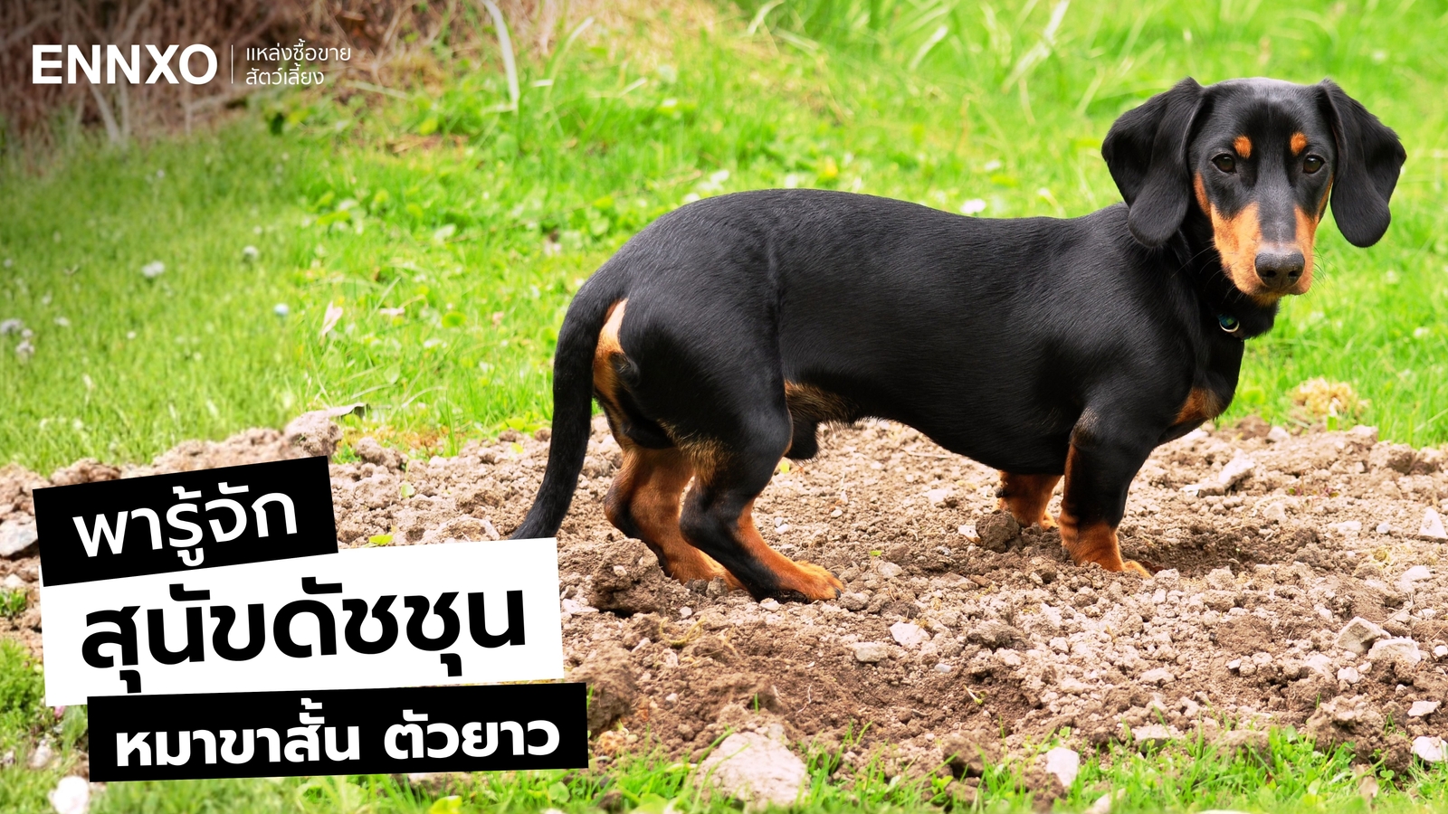 ดัชชุน มีกี่สายพันธุ์ รู้จักหมาขาสั้น ตัวยาว อดีตสุนัขล่าเนื้อ