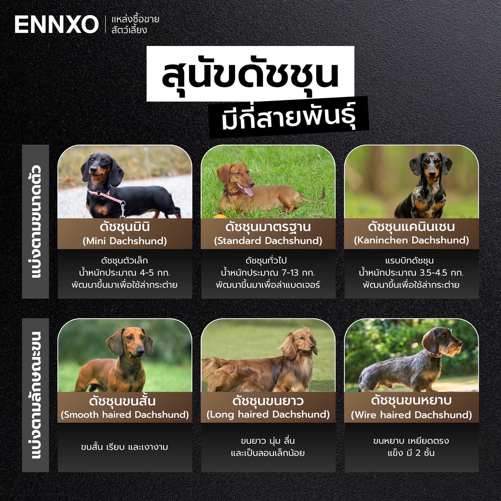 สุนัขดัชชุน มีกี่สายพันธุ์