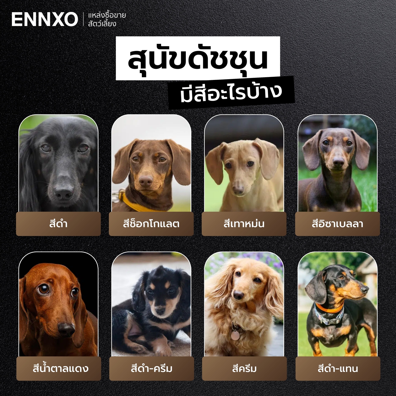 สุนัขดัชชุน มีสีอะไรบ้าง